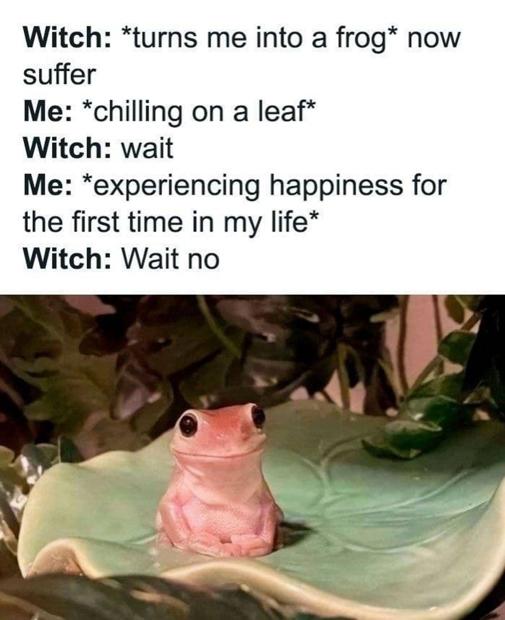 Meme with the text:
"Witch: *turns me into a frog* now suffer
Me: *chilling on a leaf*
Witch: wait
Me: *experiencing happiness for the first time in my life*
Witch: Wait no"
above an image of a small pink frog sitting on a leaf with a smile on its face.