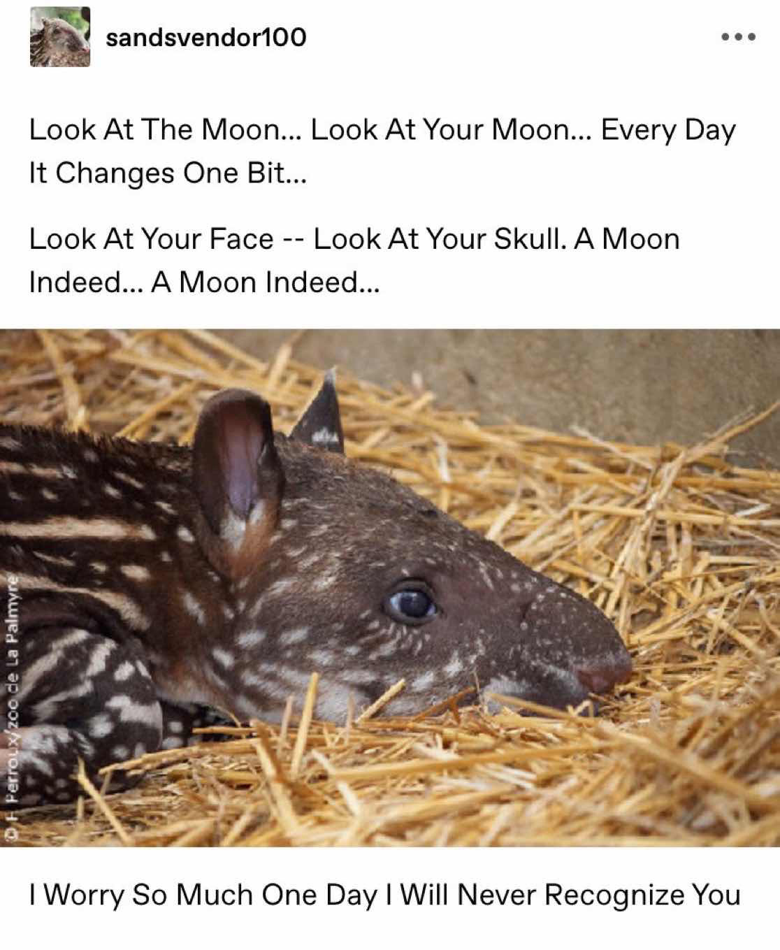 a post from sandsvendor100 on tumblr;
“Look At The Moon… Look Ar Your Moon… Every Day It Changes One Bit…
Look At Your Face — Look At Your Skull. A Moon Indeed… A Moon Indeed…
[an image of a tapir laying down in hay]
I Worry So Much One Day I Will Never Recognize You”