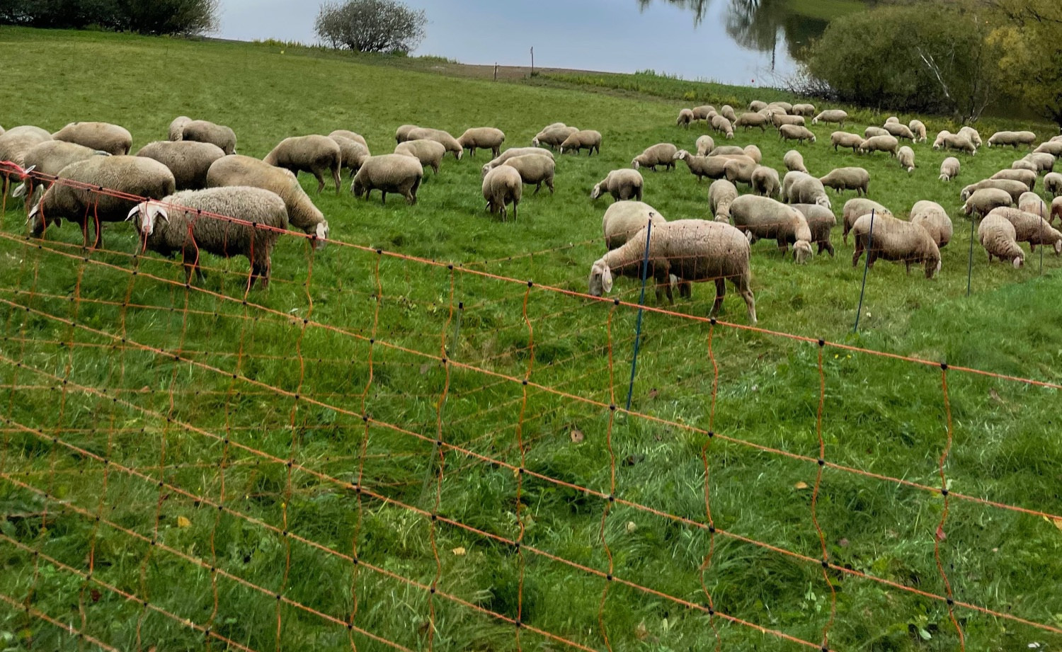 Schafe auf einer Wiese.