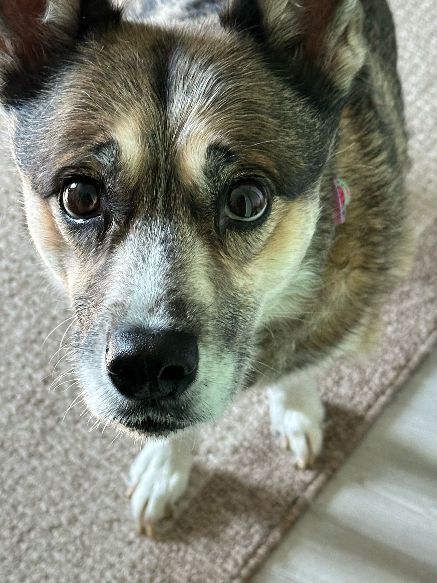 A photo of a black and tan dog looking up at the camera.