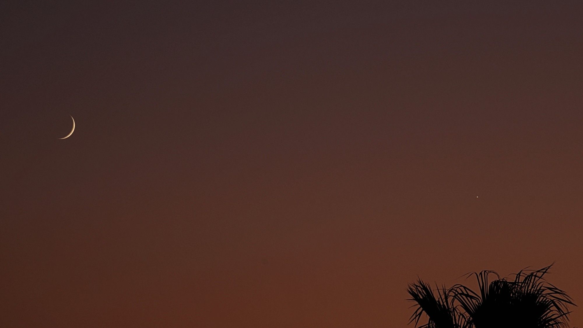 The Moon & Venus above a palm tree