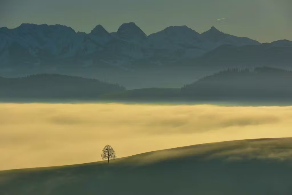 Linde vor Hochnebel und grauem Alpenband  Foto: ?