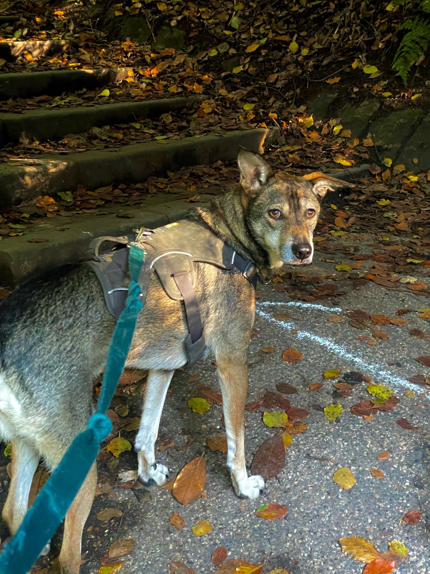 Dog in autumnal leaves