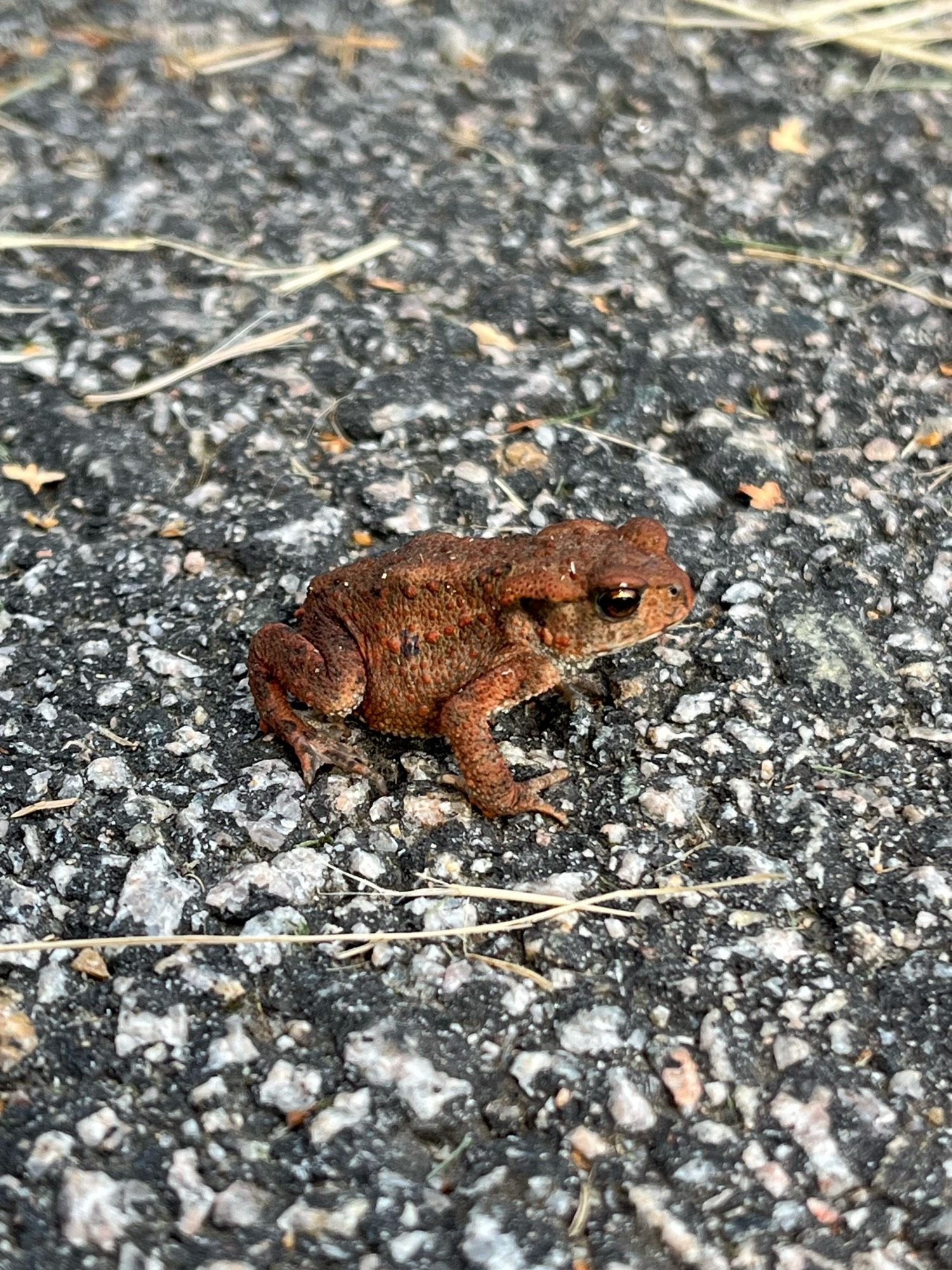 Photograph of frog on pavement