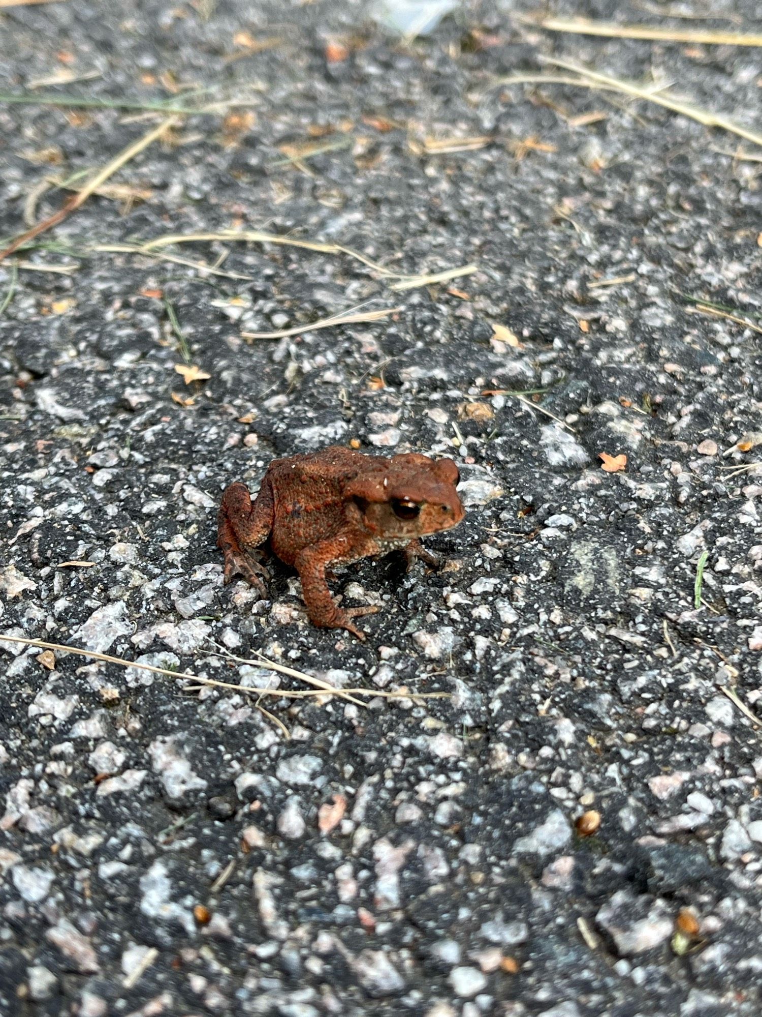 Photograph of frog on pavement