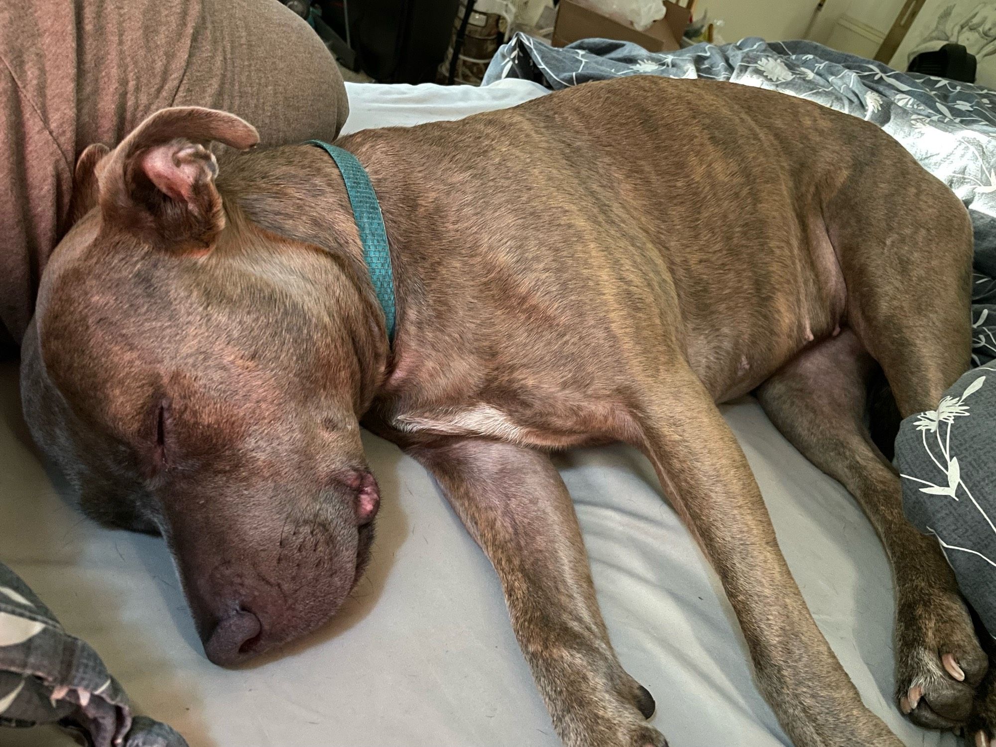 A medium brown brindle pitbull dog snoozing in bed