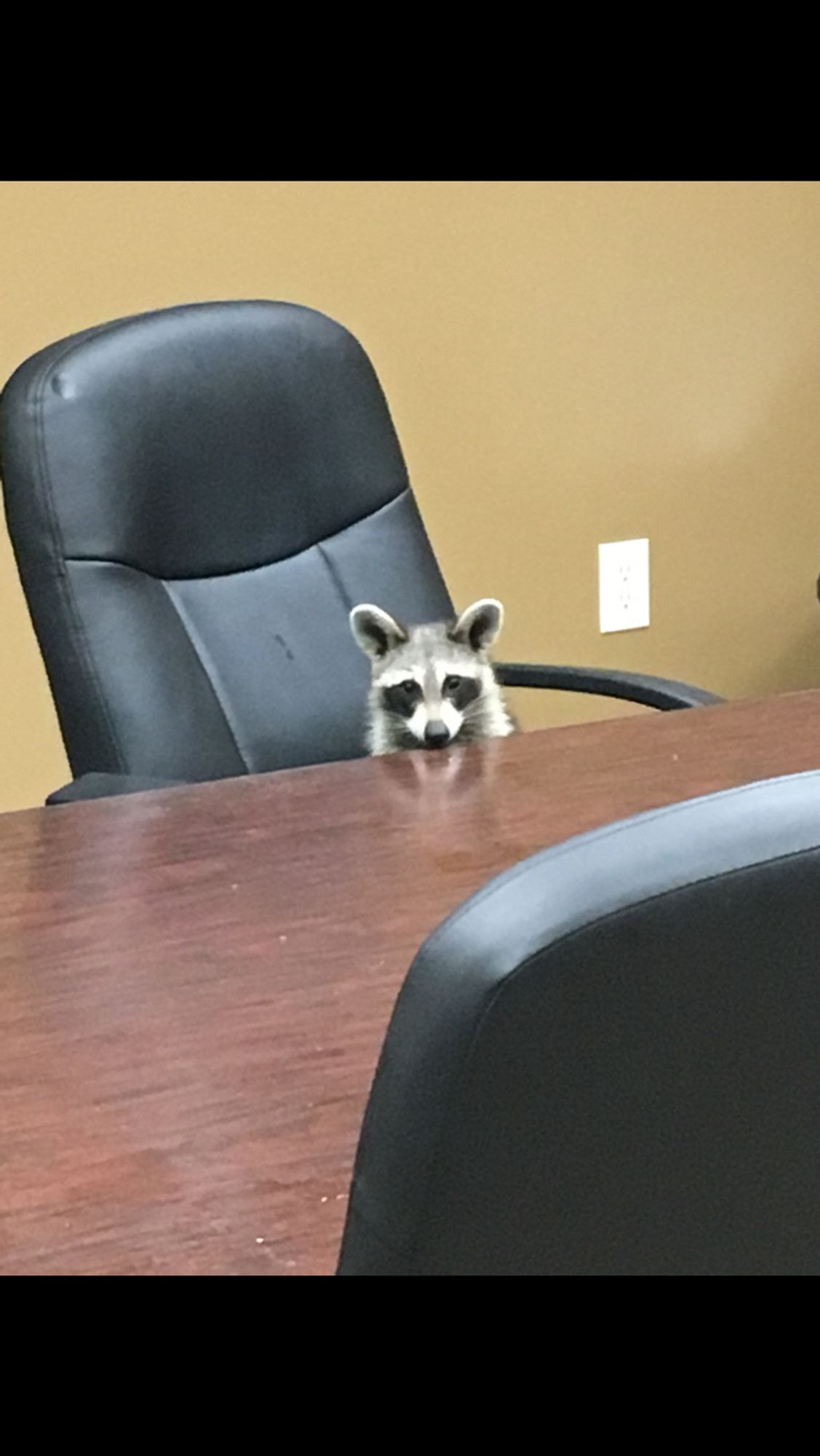 a still shot from security camera footage of a raccoon sitting in a conference room chair in an empty conference room. 

the raccoon is looking at the security camera now.