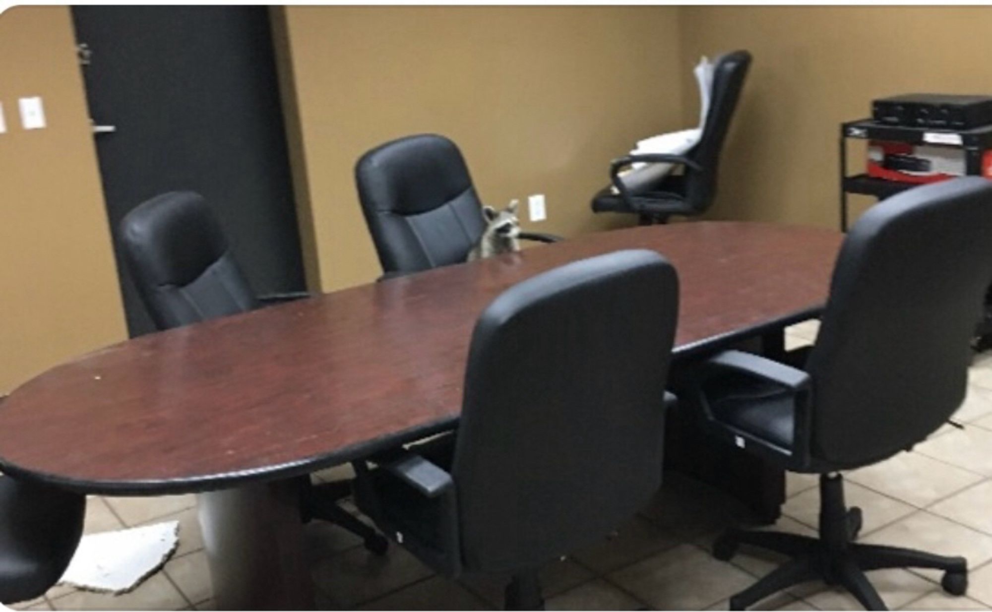 a still shot from security camera footage of a raccoon sitting in a conference room chair in an empty conference room. theres a big oval brown table and 5 black chairs at the table, with one additional chair in the corner. 

the raccoon is looking away