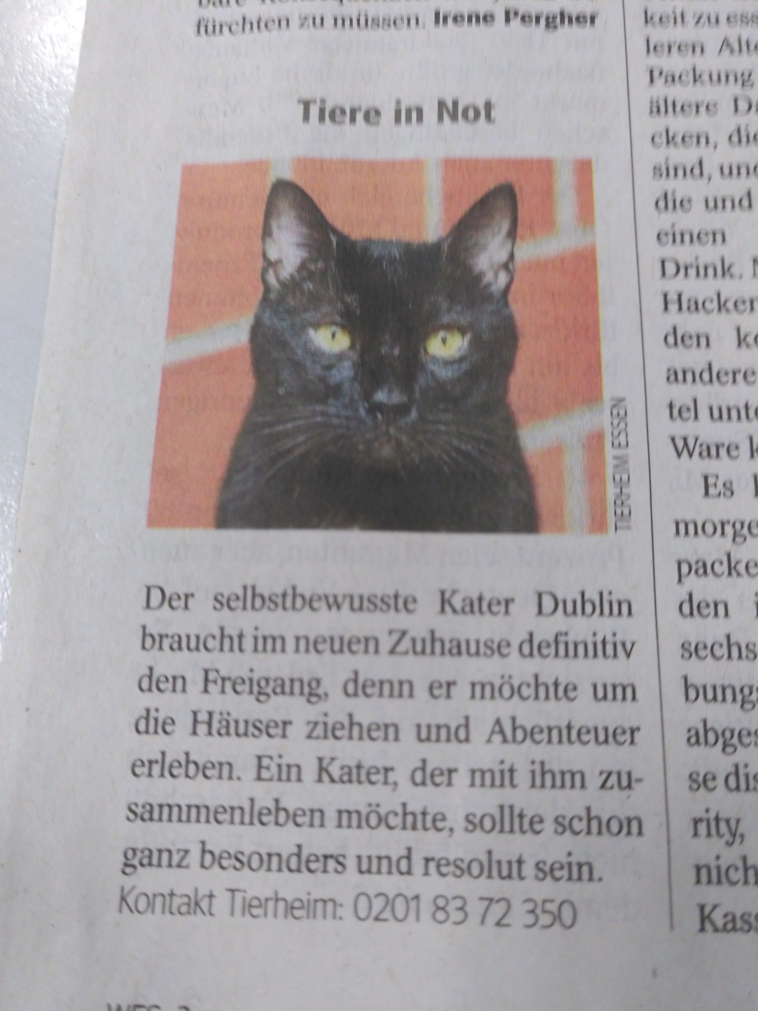 Kopfforo einer schwarzen Katze. Darunter der Text: "Der selbstbewusste Kater Dublin braucht im neuen Zuhause definitiv den Freigang, denn er möchte um die Häuser ziehen und Abenteuer erleben. Ein Kater, der mit ihm zusammenleben möchte, sollte schon ganz besonders und resolut sein. Kontakt Tierheim: 0201 83 72 350"