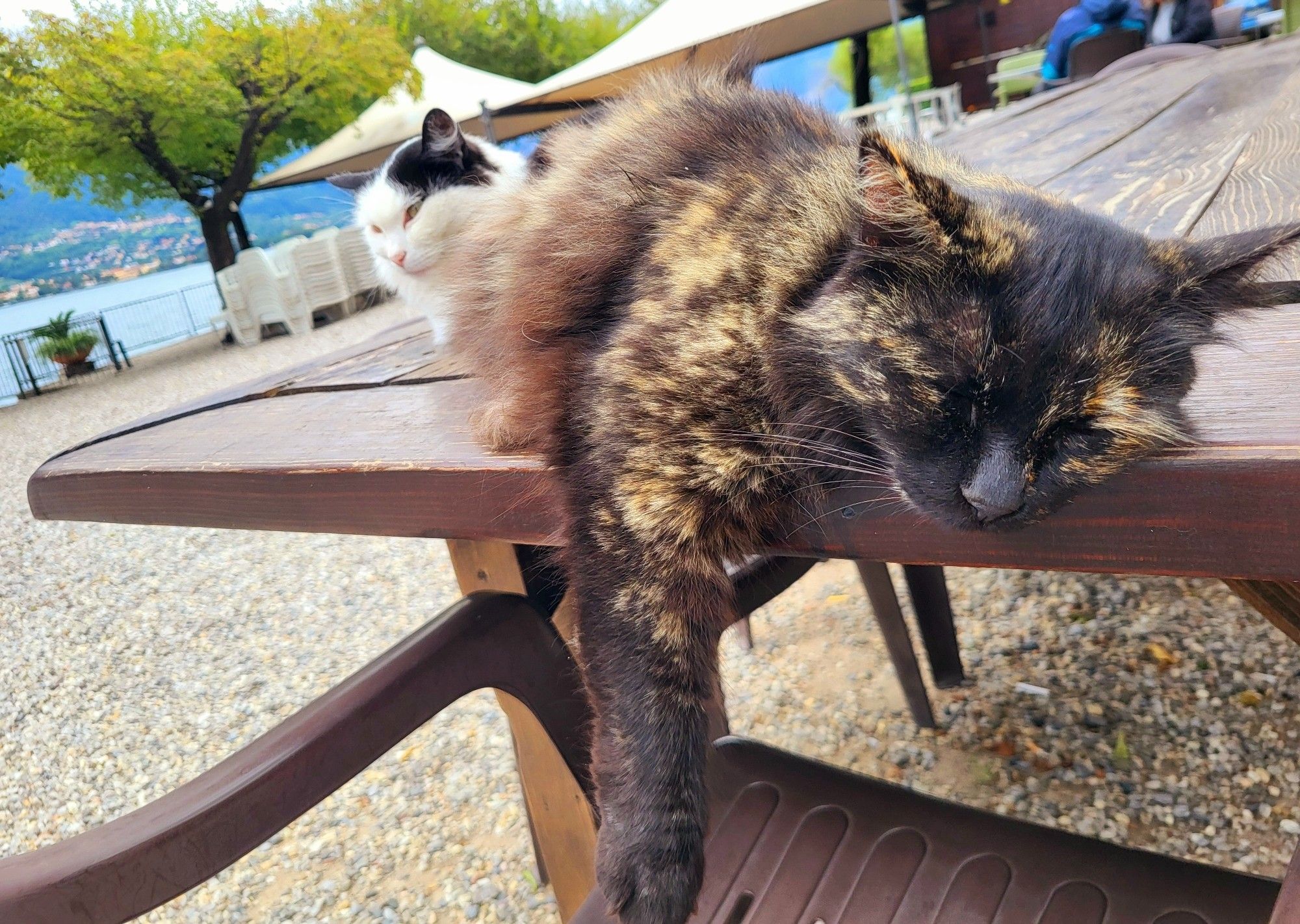 Zwei müde Katzen, schwarz-weiß und braun-schwarz, liegen bei mir auf dem Tisch