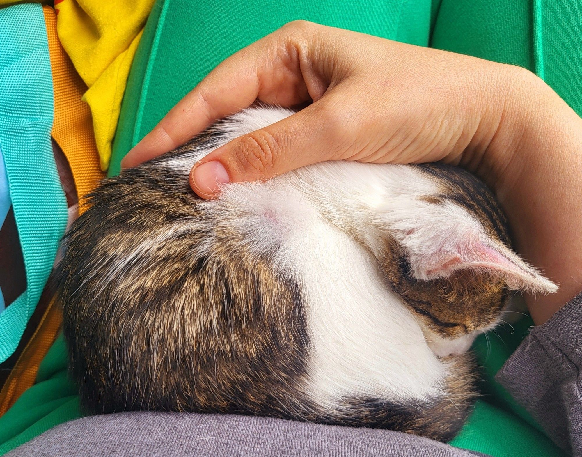 Kleines, getigert-weißes Katzenkind schläft eingerollt auf meinem Schoß