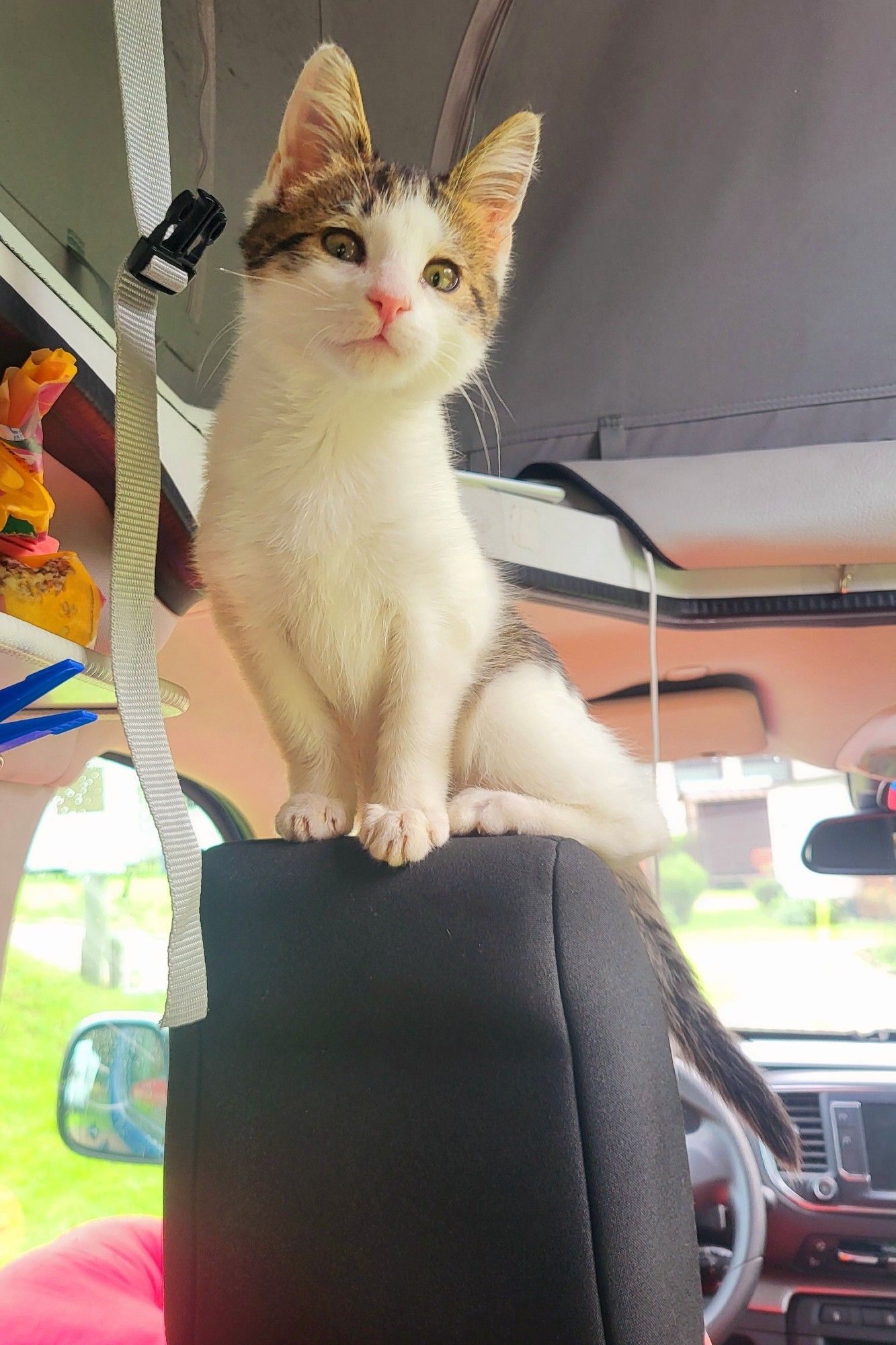 Kleines Katzenkind zu Besuch in meinem Bus, es sitzt auf der Kopfstütze des Fahrersitzes