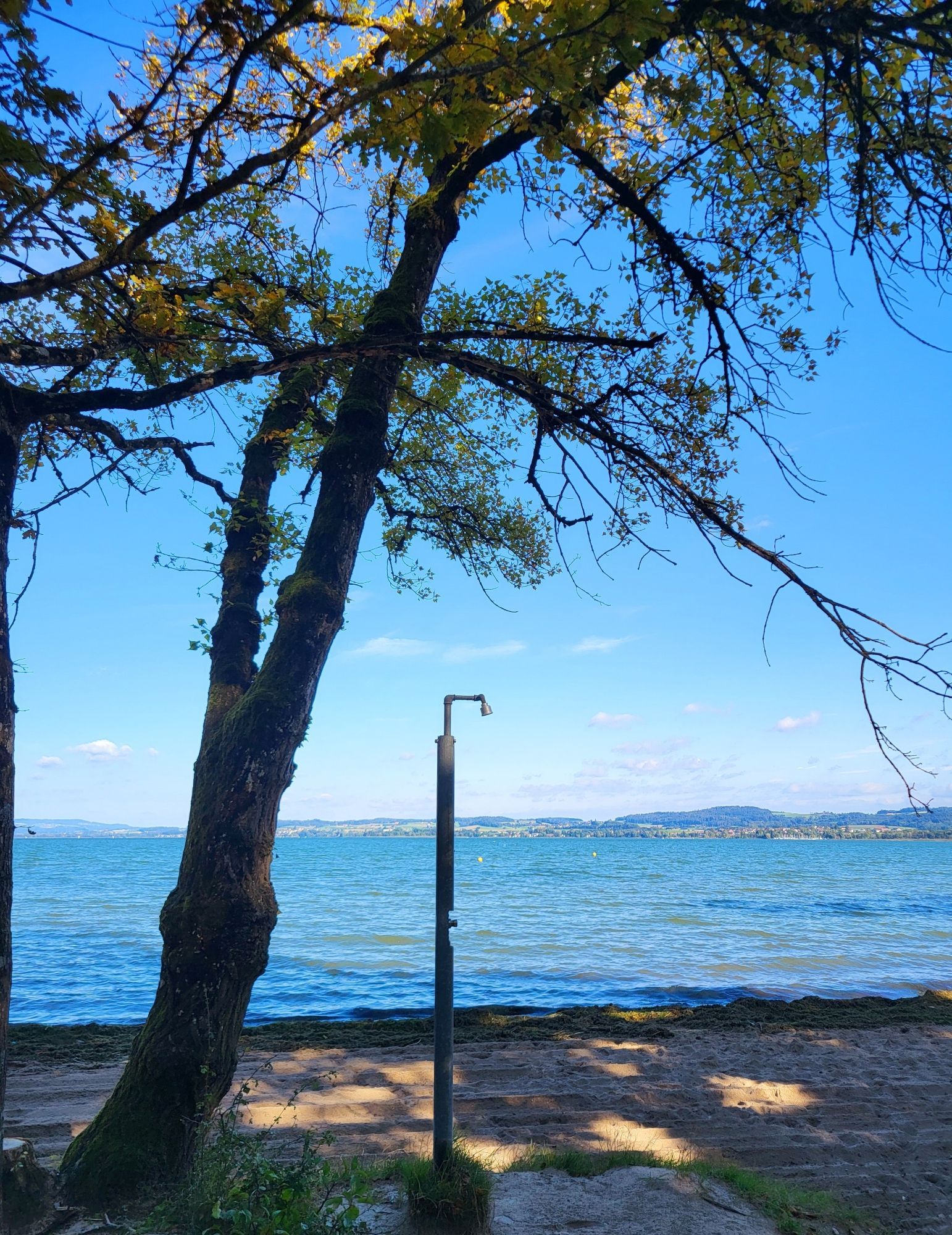 Blick auf den Murtensee mit schmalem Strandufer bei blauem Himmel, im Vordergrund ein Baum und eine Stranddusche.