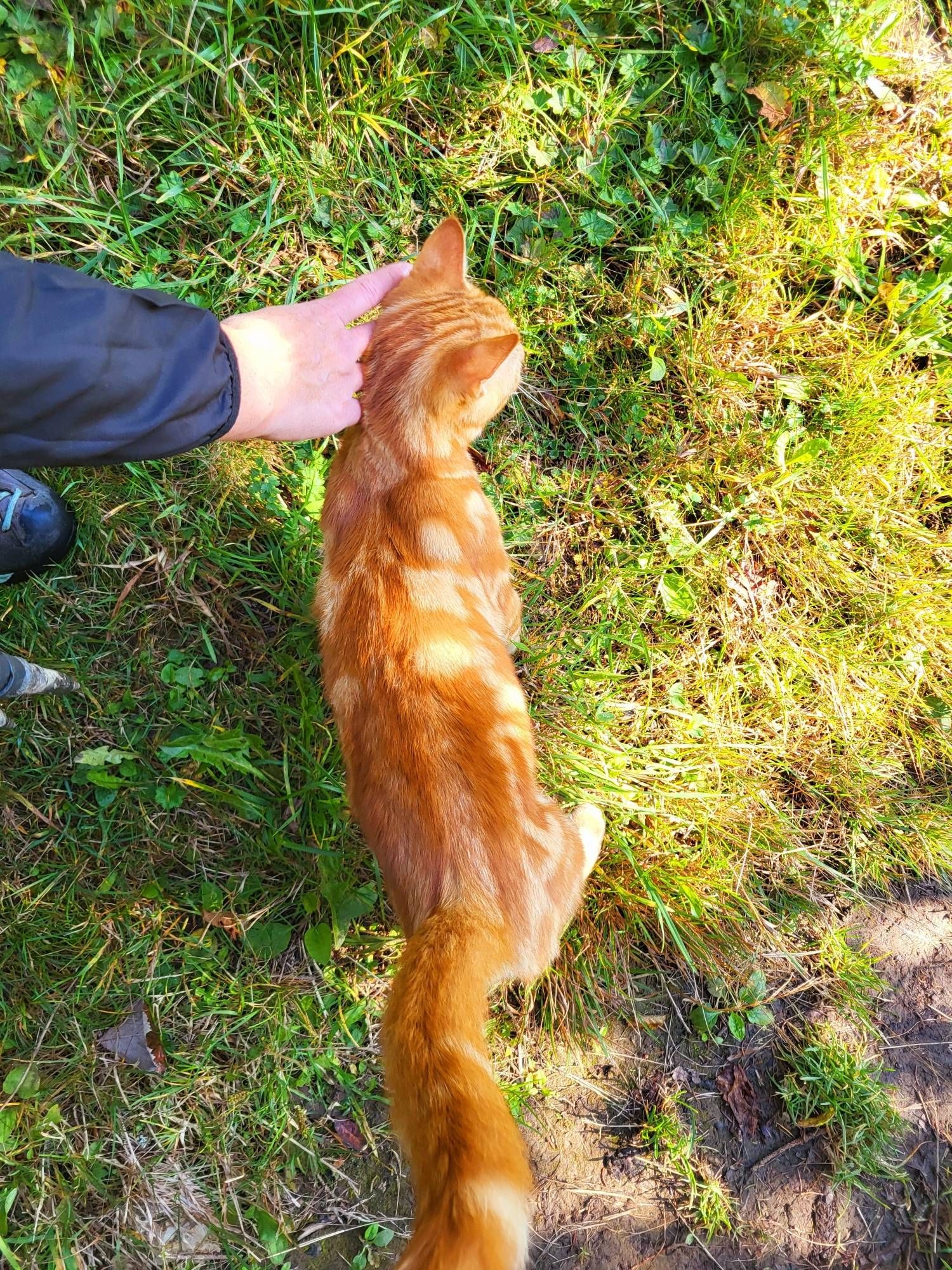 Blick von oben auf einen jungen roten Kater, der sich kraulen lässt