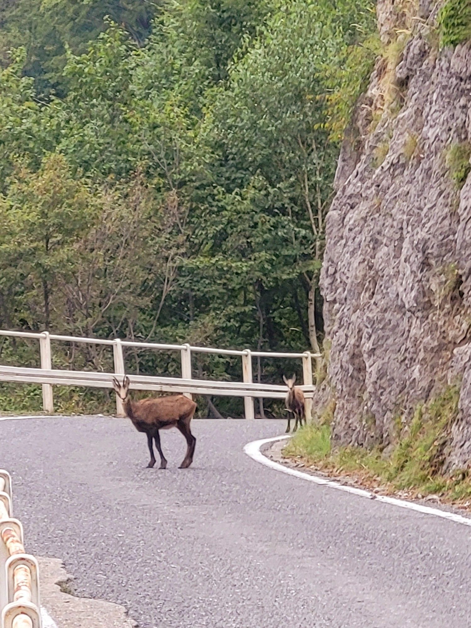 Zwei Gämsen stehen in einer Kurve auf dem Bergpass und schauen in die Kamera