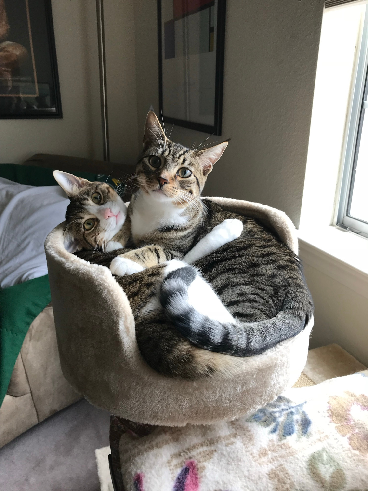 Two tabby cats smooshed into the same carpeted cat tree holder despite there not being enough room