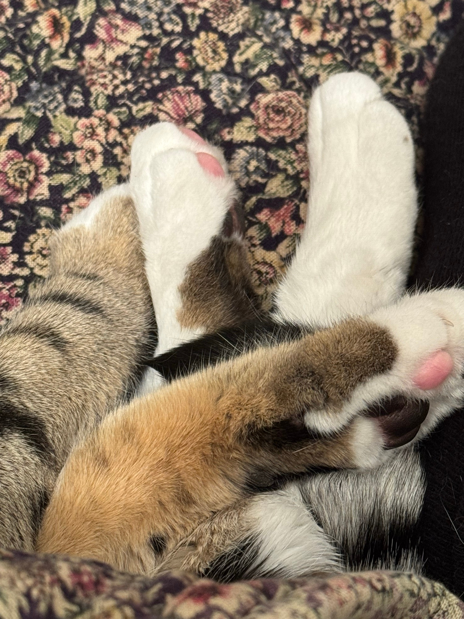 All four tabby paws grouped together