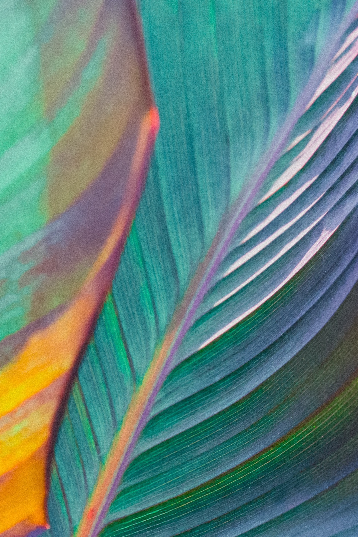 Closeup of colorful leaves. Mostly bluish, greenish with some orangeish, yellowish. 