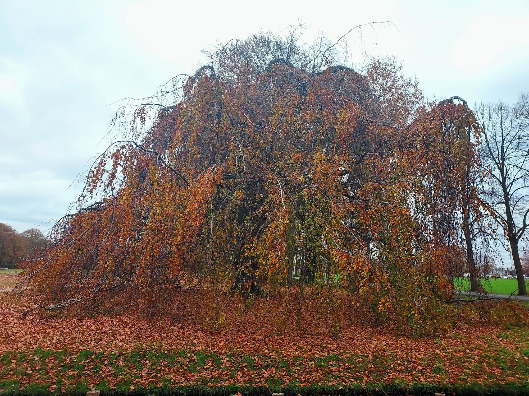 Treurbeuk in herfstkleur. De meeste bladeren liggen op de grond.