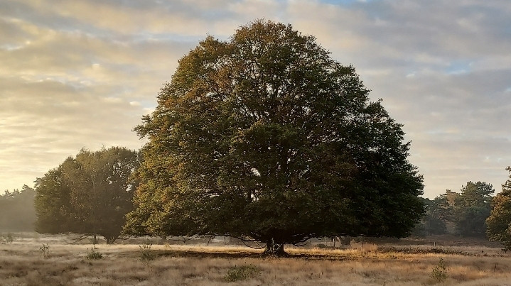 Vrijstaande beukenboom met een enorme kroon. Deze staat op de heide. Er is een beetje nevel te zien in de vroege ochtend.