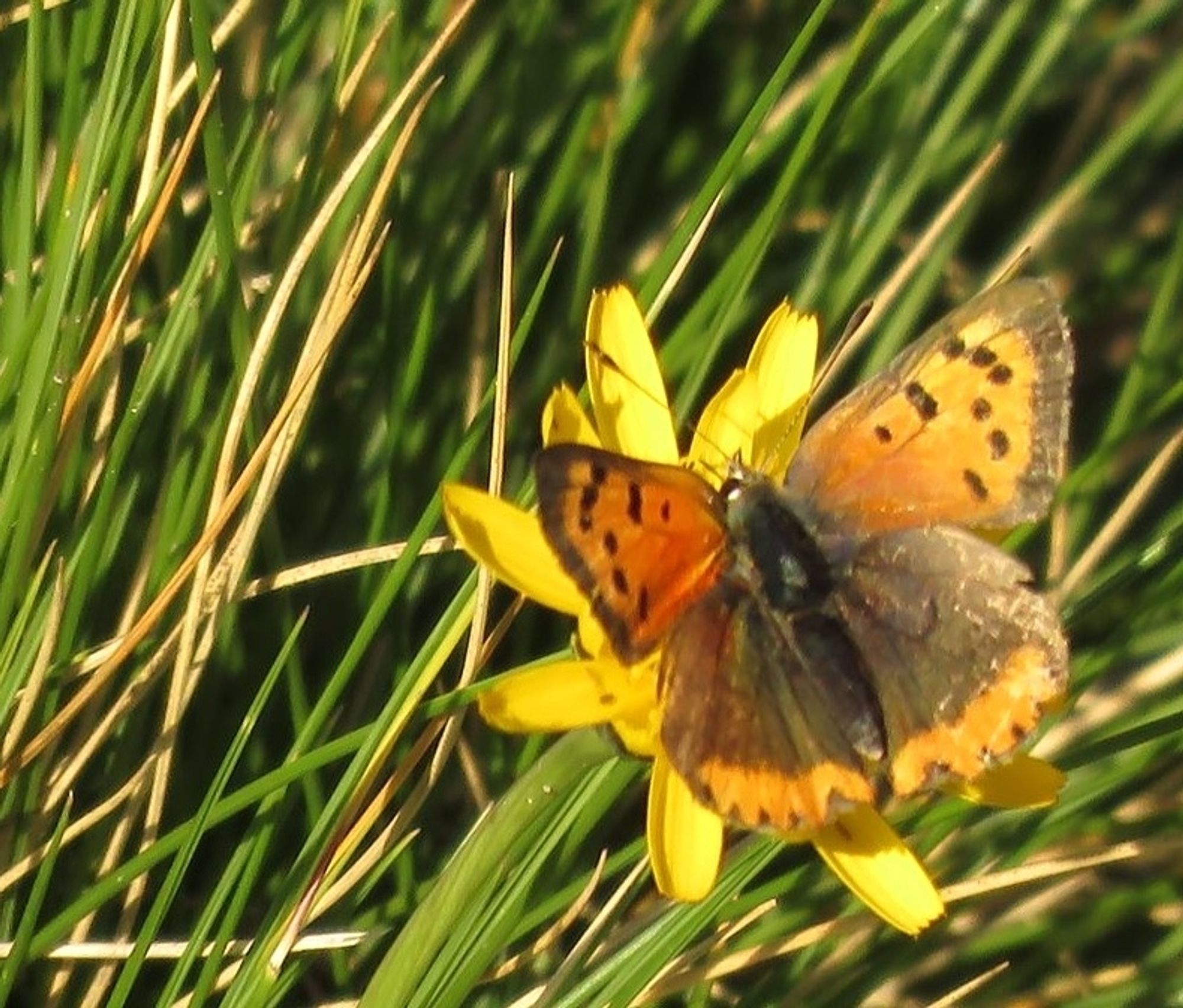 Kleine vuurvlinder (oranje met bruin) op speenkruid (geel bloeiend)