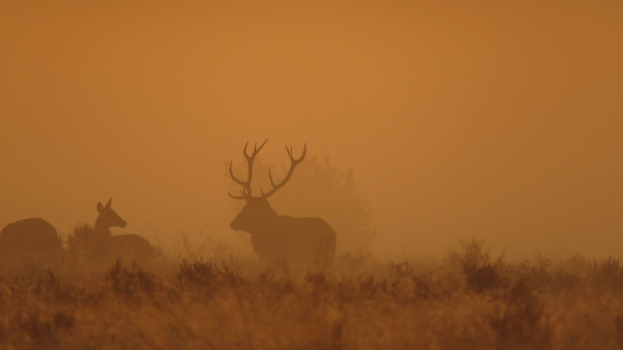 Ochtend mist kleurt oranje door de opkomende zo'n. Ik de mist doemen de silhouetten van een roedel herten op. In het midden is een mannetje met een prachtig gewei.