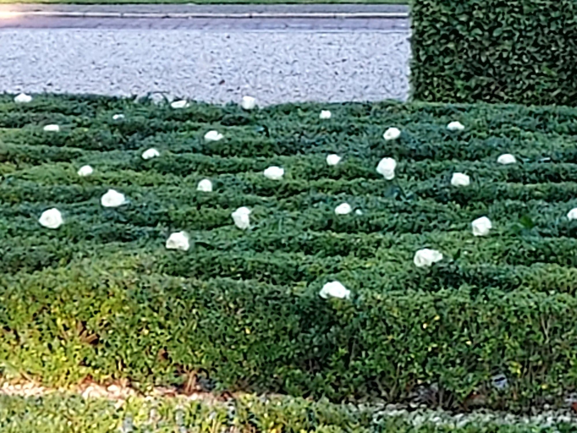 De vierkante vakjes omricht door kleine  heggetjes met op elk vakje een witte roos. Deze vakjes staan voor de mannen die afgevoerd zijn. 659 stuks.