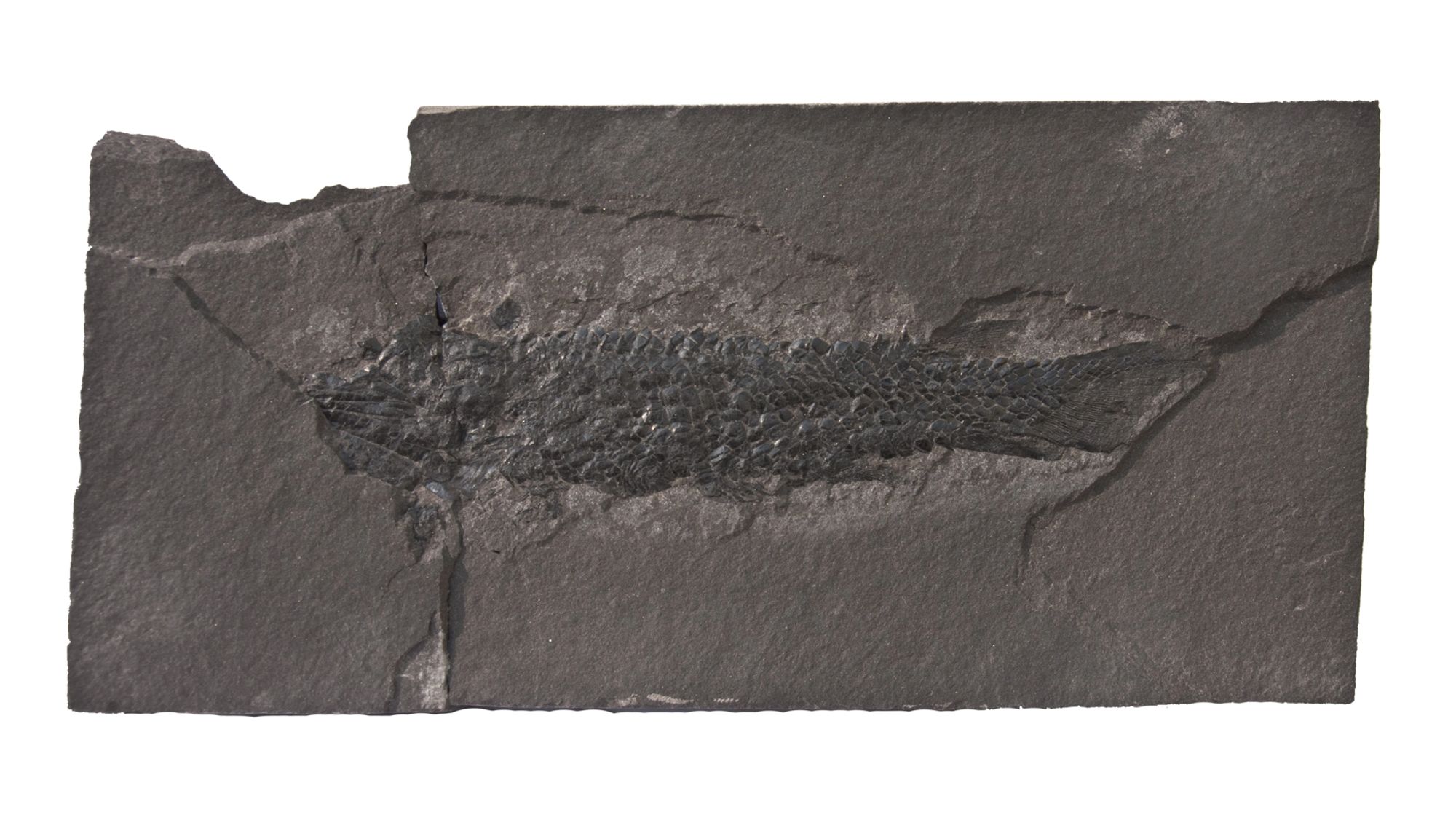 This fossil is of a lobed-finned fish named Osteolepsis macrolepidotus and was found in Scotland. The Devonian Period (named after fossils first found in Devon, England), is known as "The age of fishes" and was fish transformed into three major groups: lobe-finned, ray-finned, and sharks.