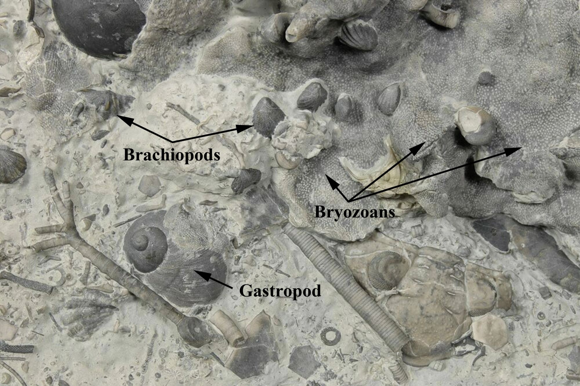 During the Silurian Period, 430 million years ago, equatorial reef systems developed in the seas. The reefs were home to all kinds of invertebrates and among the most plentiful were brachiopods, bryozoans, and gastropods, seen in this specimen in our collection.