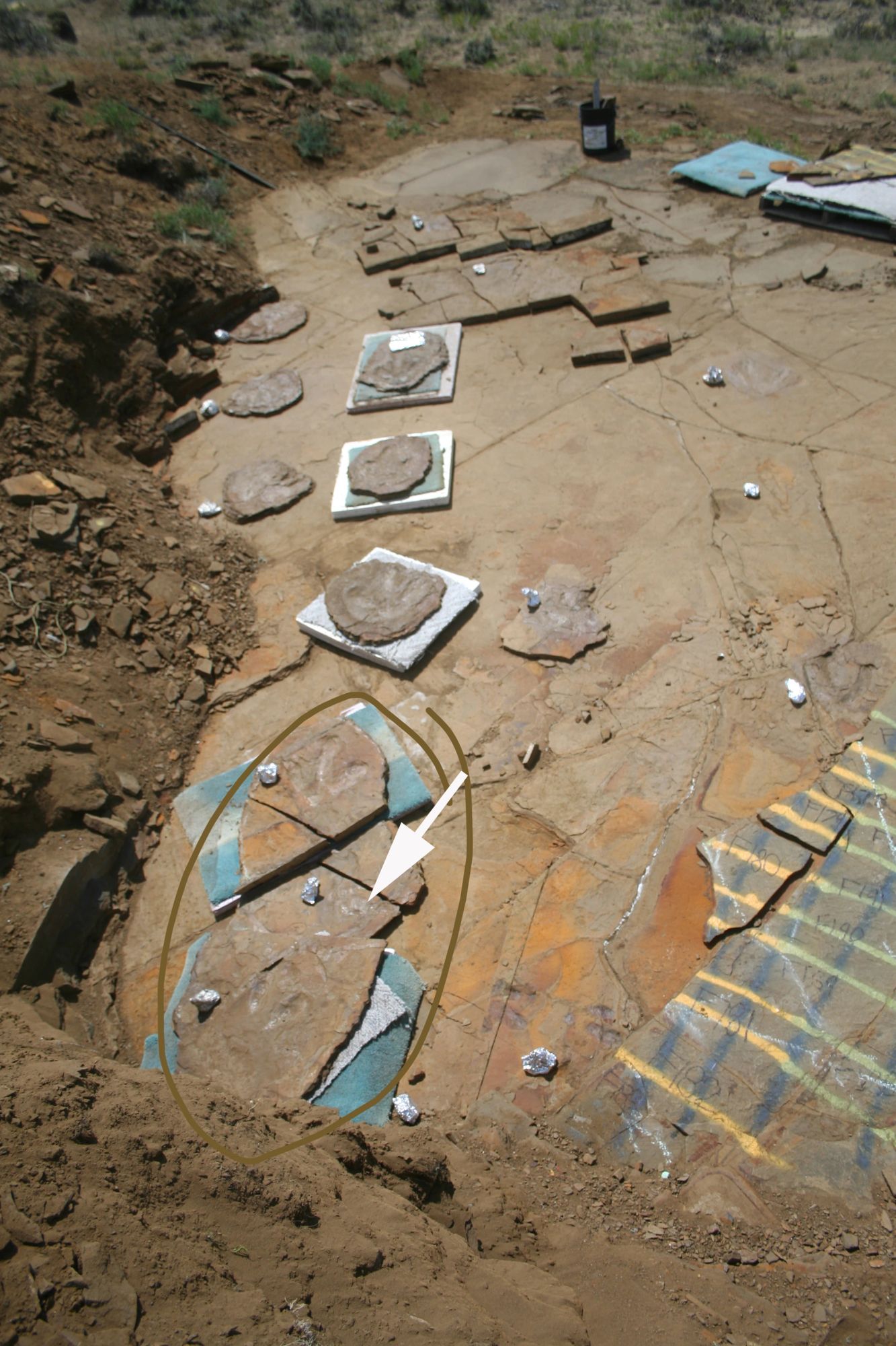 Footprint fossils are important because they reveal the size of the animals that made them, their movement, and animal behavior. The 44,000 pounds of footprints collected at this site in Wyoming tell the story of tyrannosaurs ambushing a herd of hadrosaurs as they approached the river to drink.