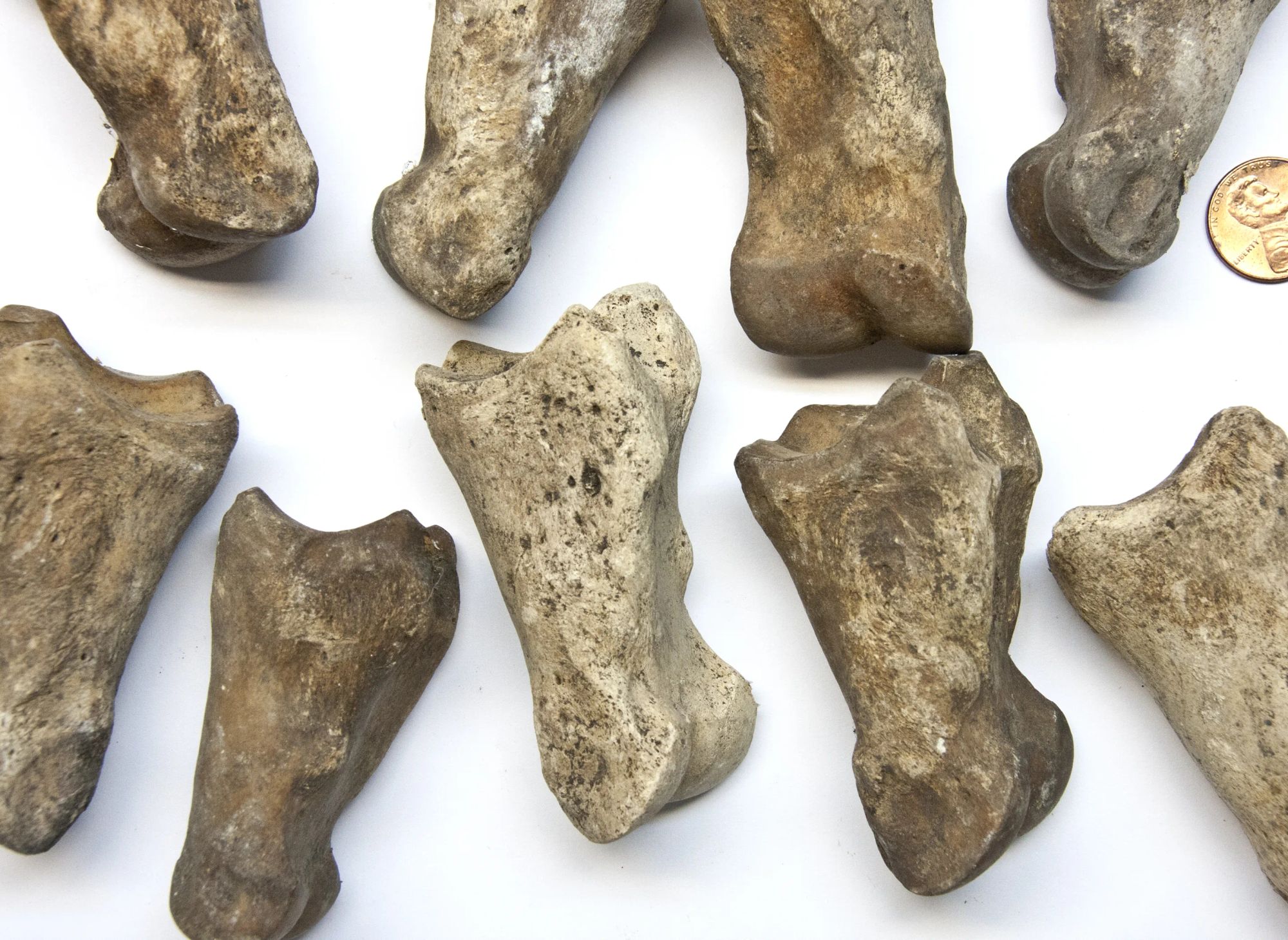 7,000 year old bison teeth found at the Cherney Bison Site. For a donation of $300 or more you can get your very own bison tooth as a thanks for helping fund the excavation of this incredibly unique fossil site in Coon Rapids, Minnesota.