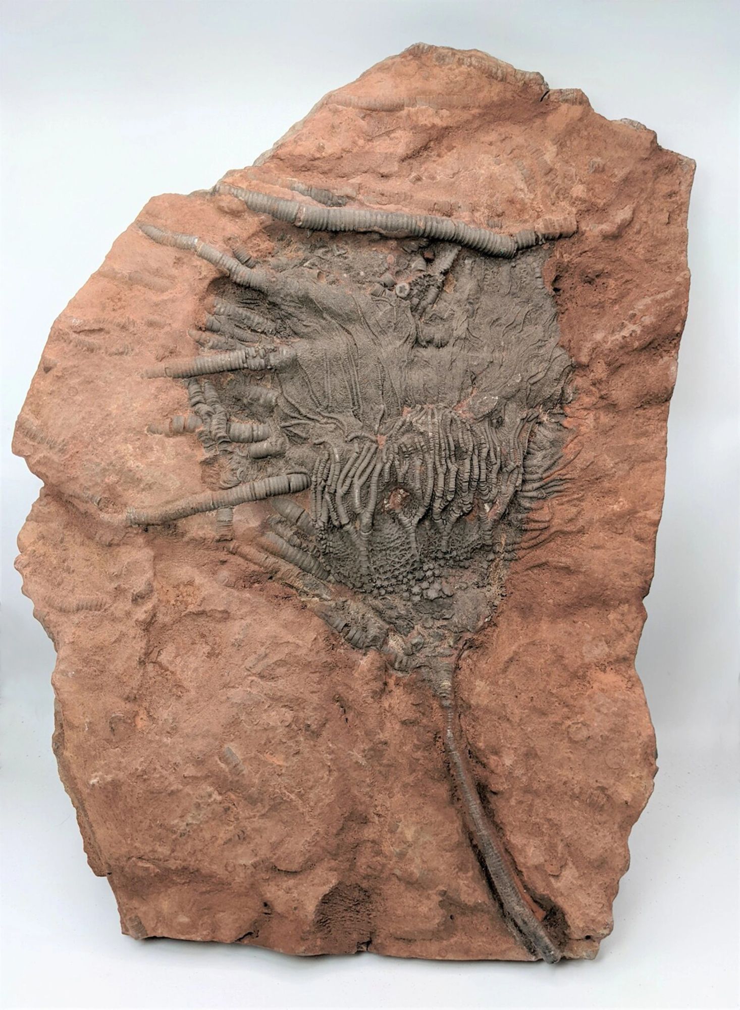 Millions of years ago during the Silurian period, the Sahara Desert was a shallow sea full of aquatic animals like crinoids. Don’t be fooled! Crinoids are commonly called "sea lilies" but they aren't plants! They are echinoderms, like starfish and sea urchins, and many species are still alive today!