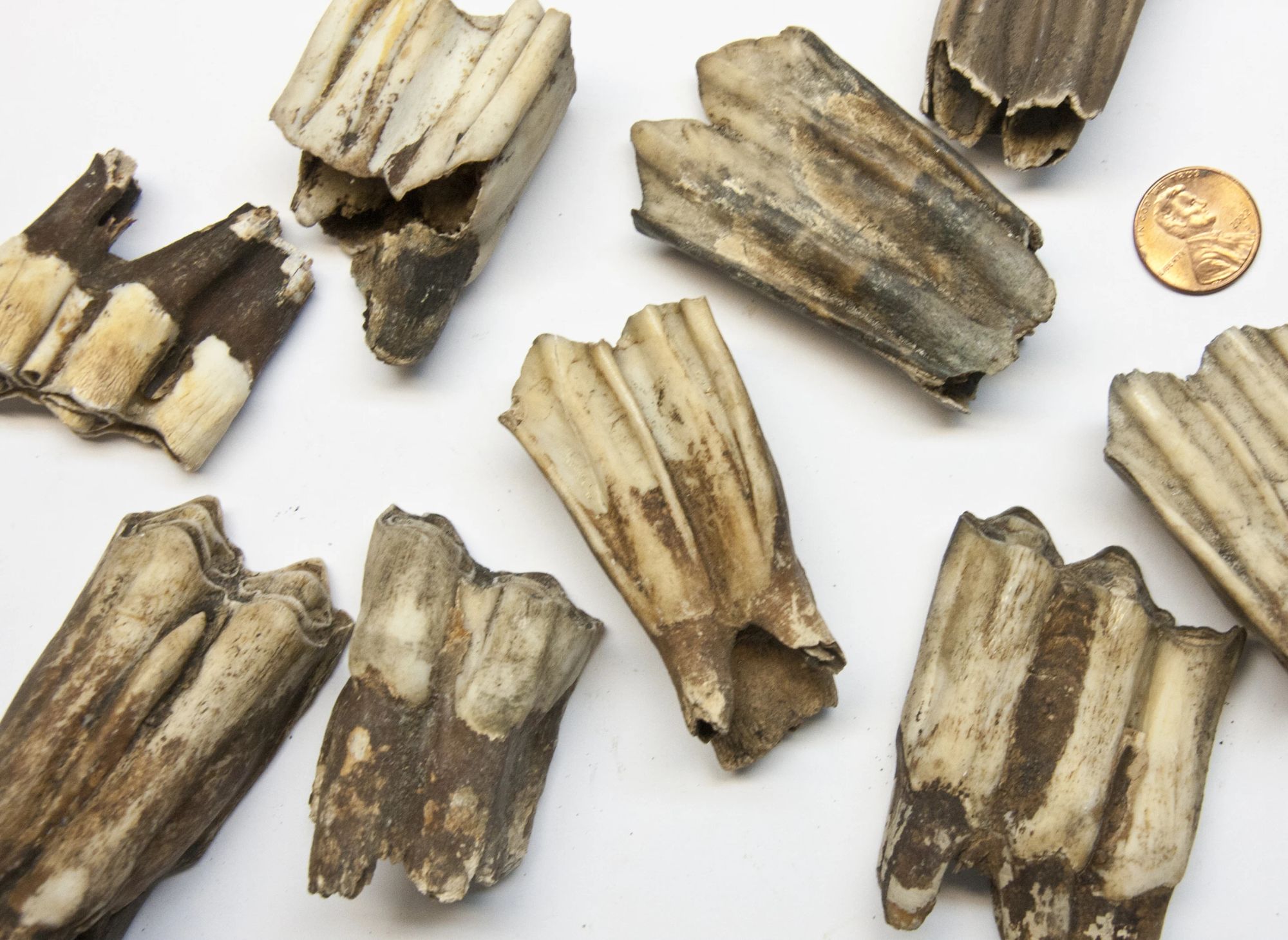 7,000 year old bison teeth found at the Cherney Bison Site. For a donation of $200 or more you can get your very own bison tooth as a thanks for helping fund the excavation of this incredibly unique fossil site in Coon Rapids, Minnesota.