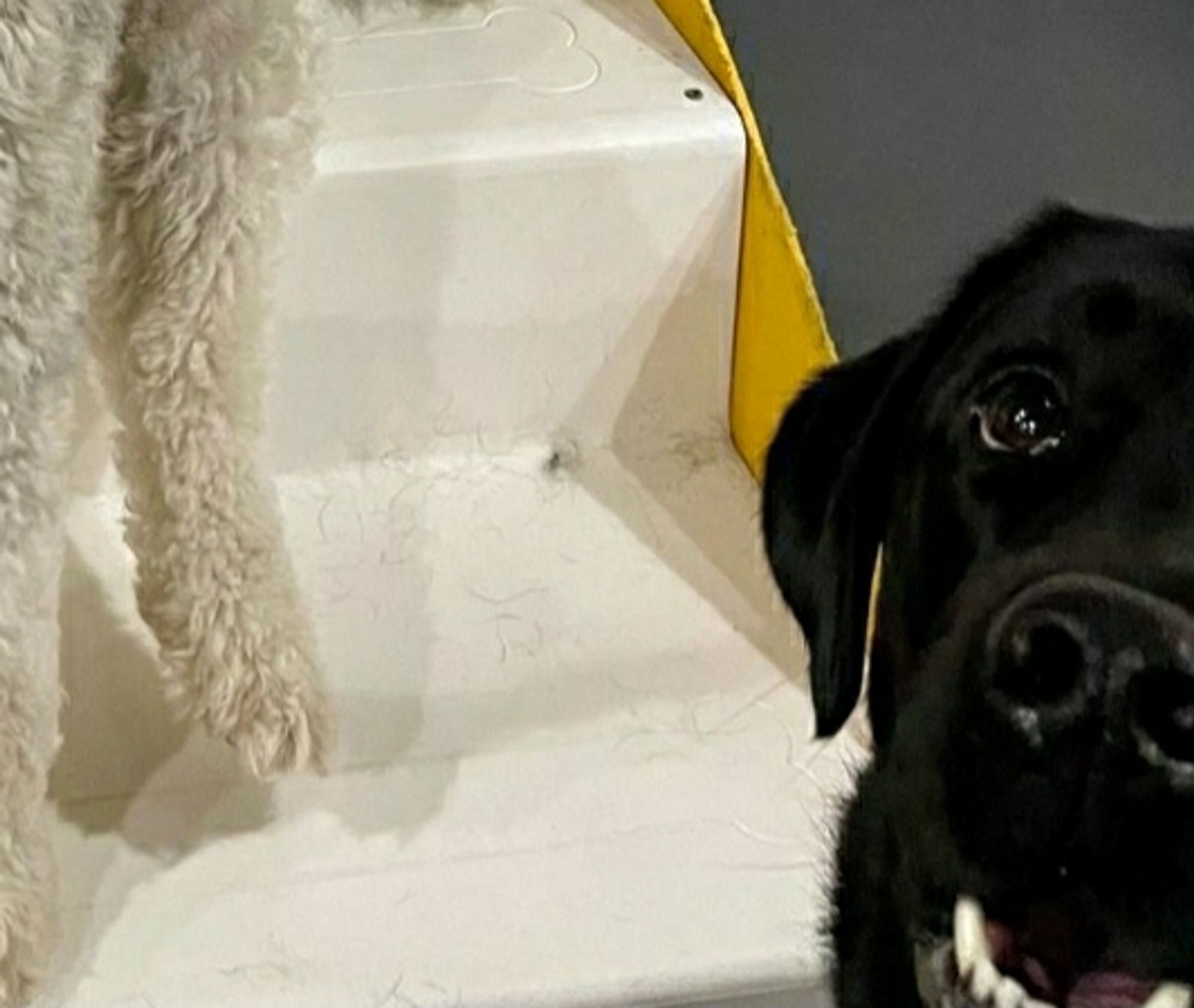 A shiny, magnificent black Lab photobombing Brian and his friend with a big doofy Lab vacant grin