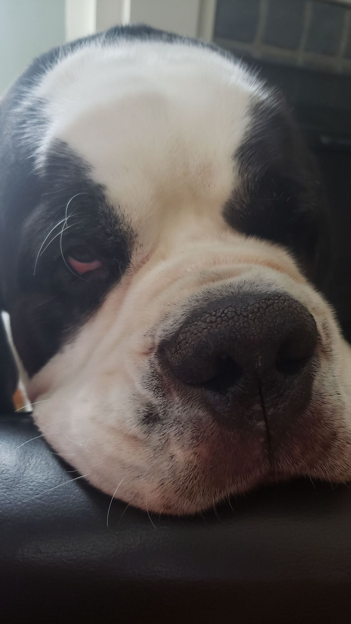 A St. Bernard rests his head on an armchair, having deigned to sit up (briefly)