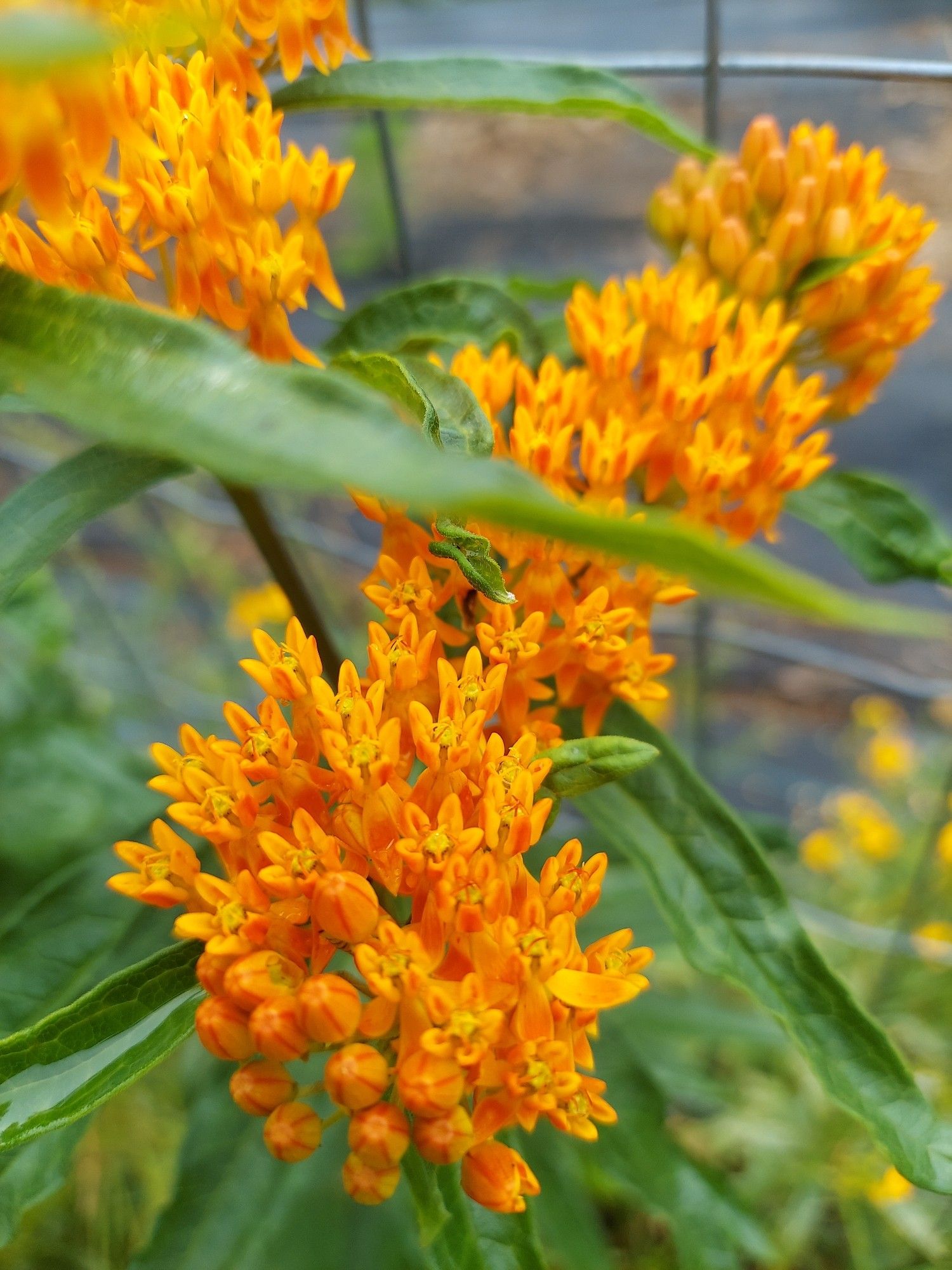 Bright orange tightly packed tiny blooms in clusters on dark greenery