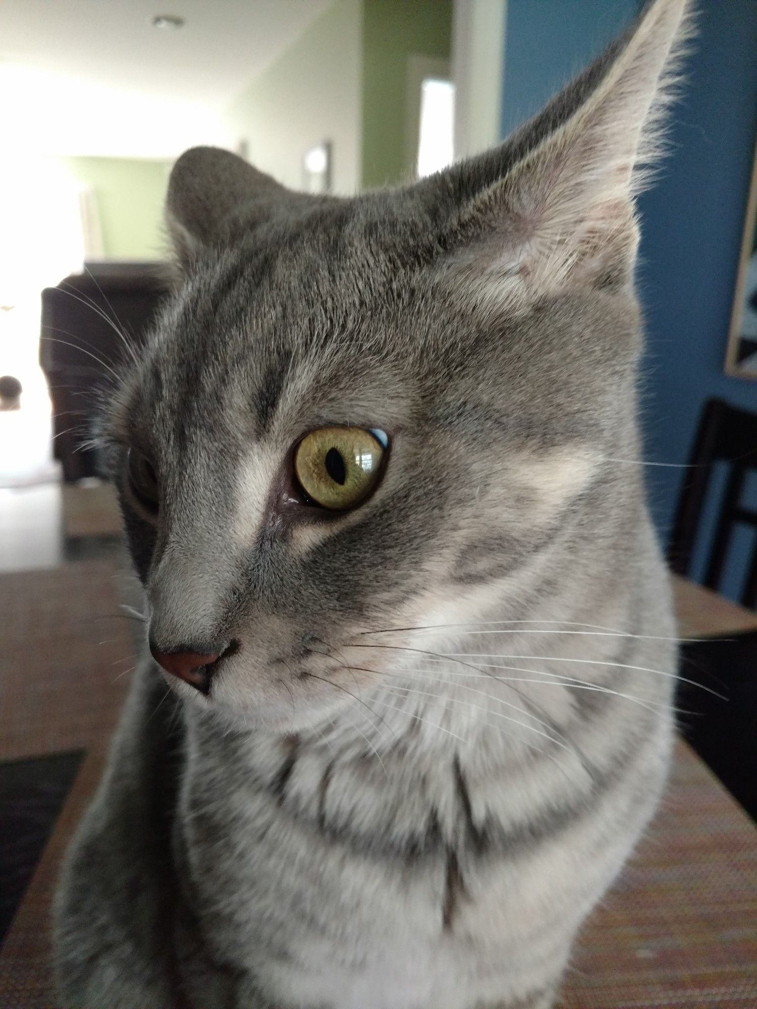 Silver gray tabby with ears twitched back, eyes wide, and head partially turned from camera looking like they can't believe their ears