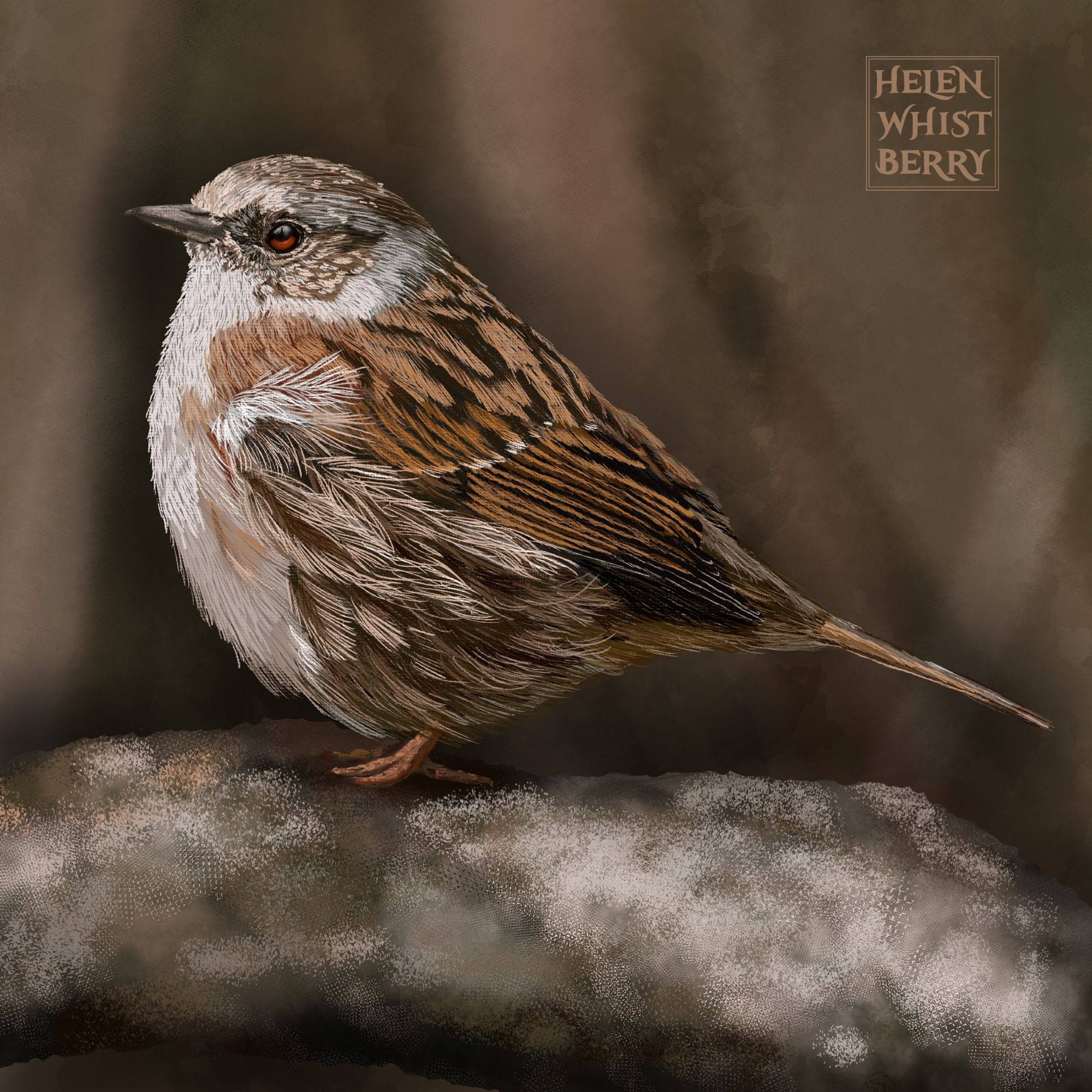 Digital painting of a dunnock, a small, roundish bird that is mostly shades of brown and beige with highlights of wispy white feathers and black patches with a white breast and reddish eye sitting on a gray branch