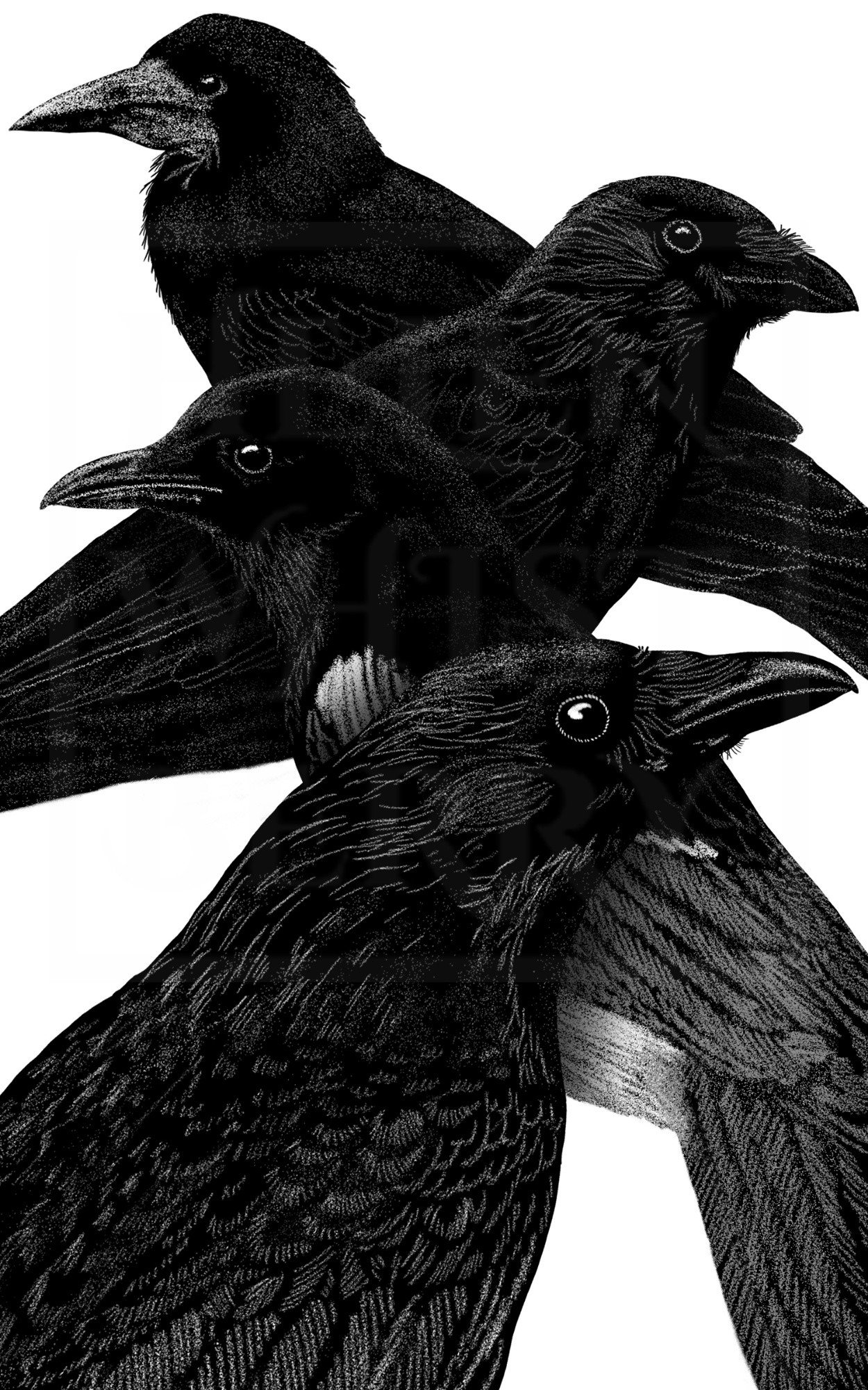 Black and white illustration of four birds receding into the distance. From front to back: raven, magpie, crow, rook.