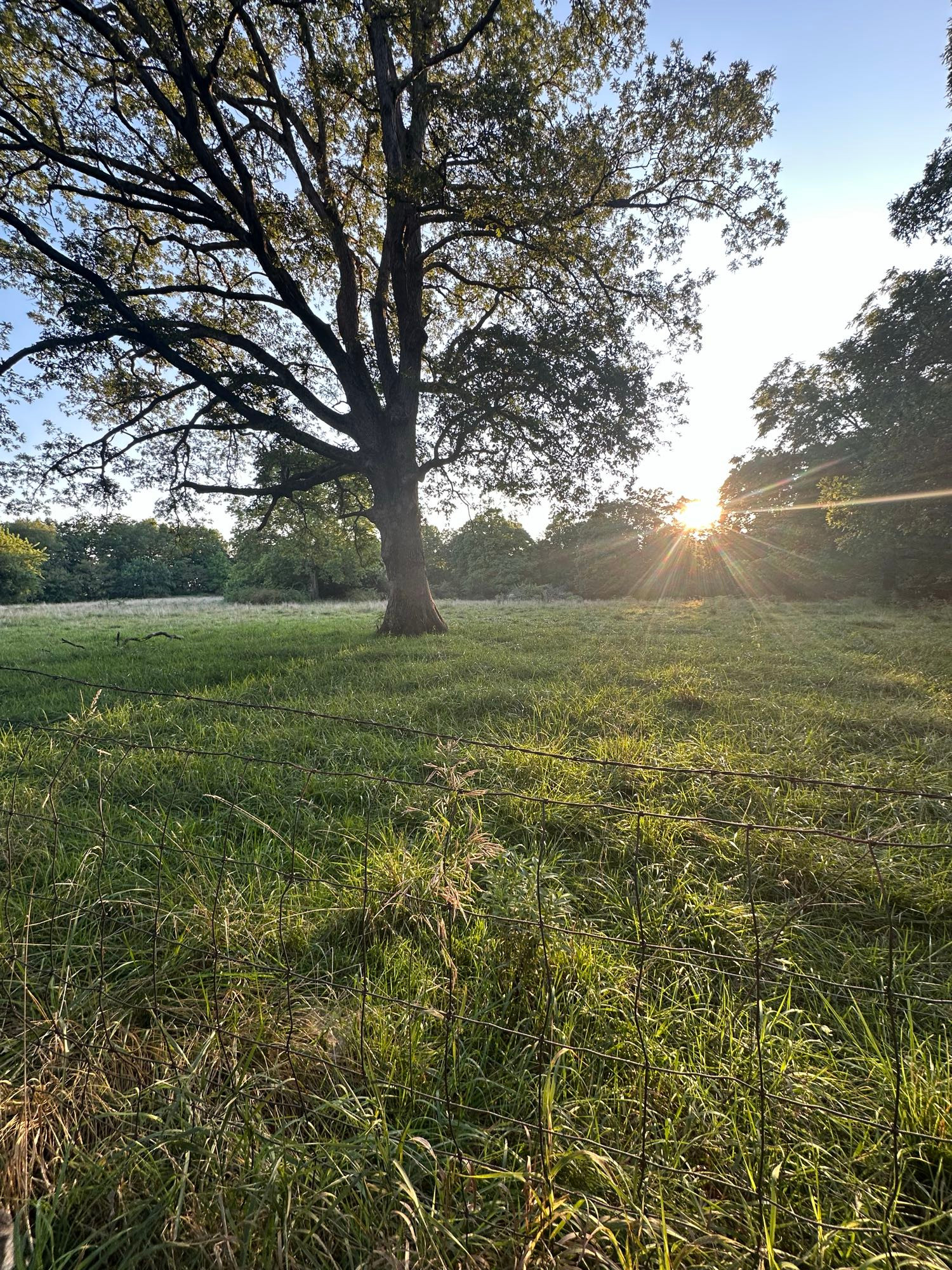 A grassy field as the sun sets. 
