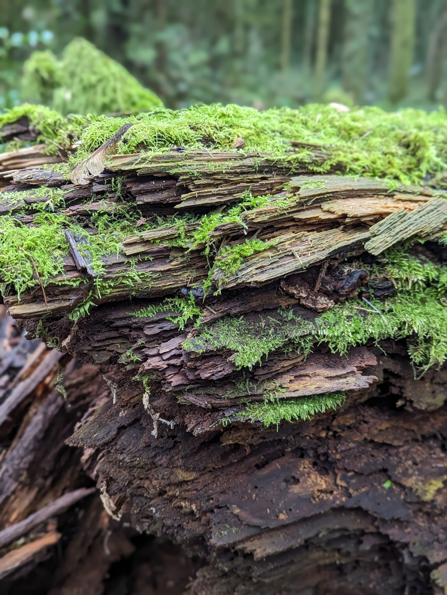 Tree bark and moss