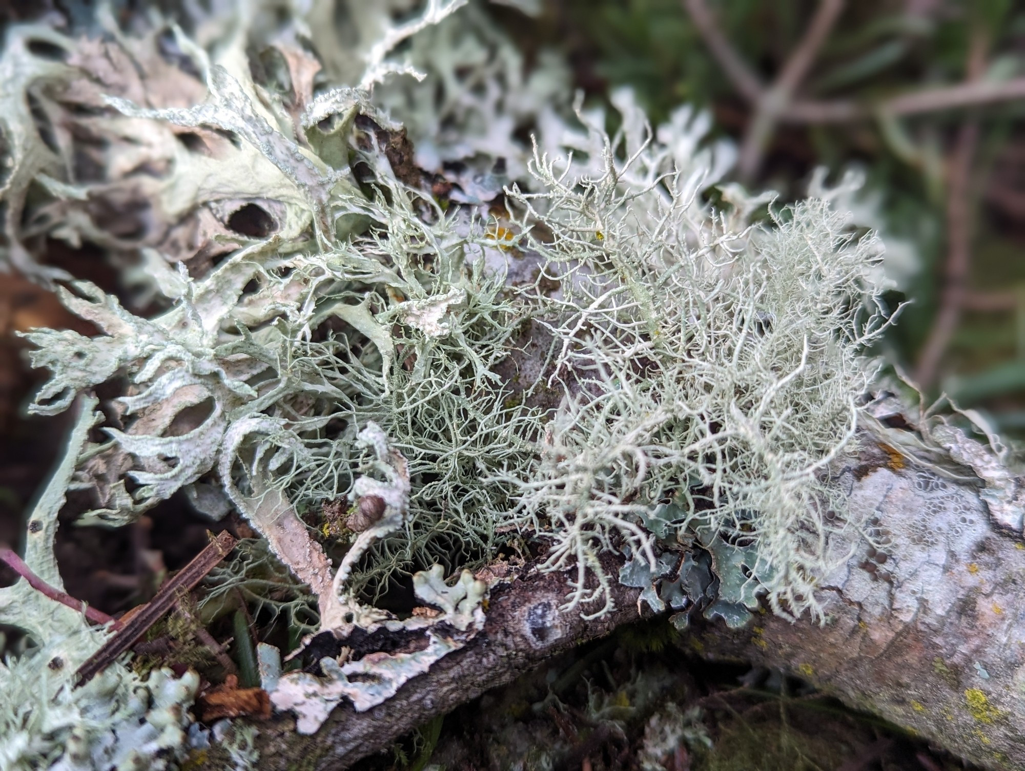 Fuzzy white moss and litchens