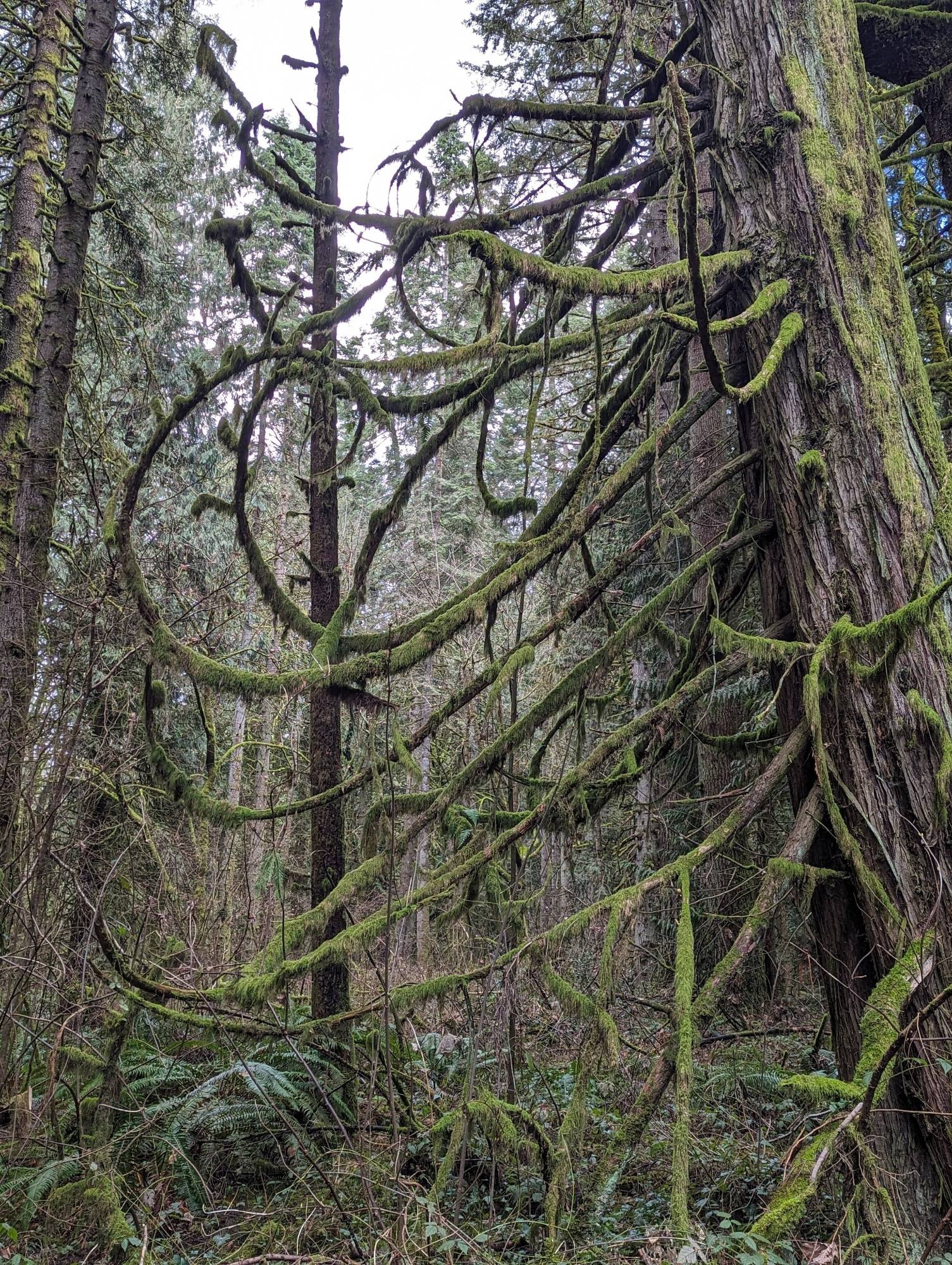 Tree with weird branches and moss