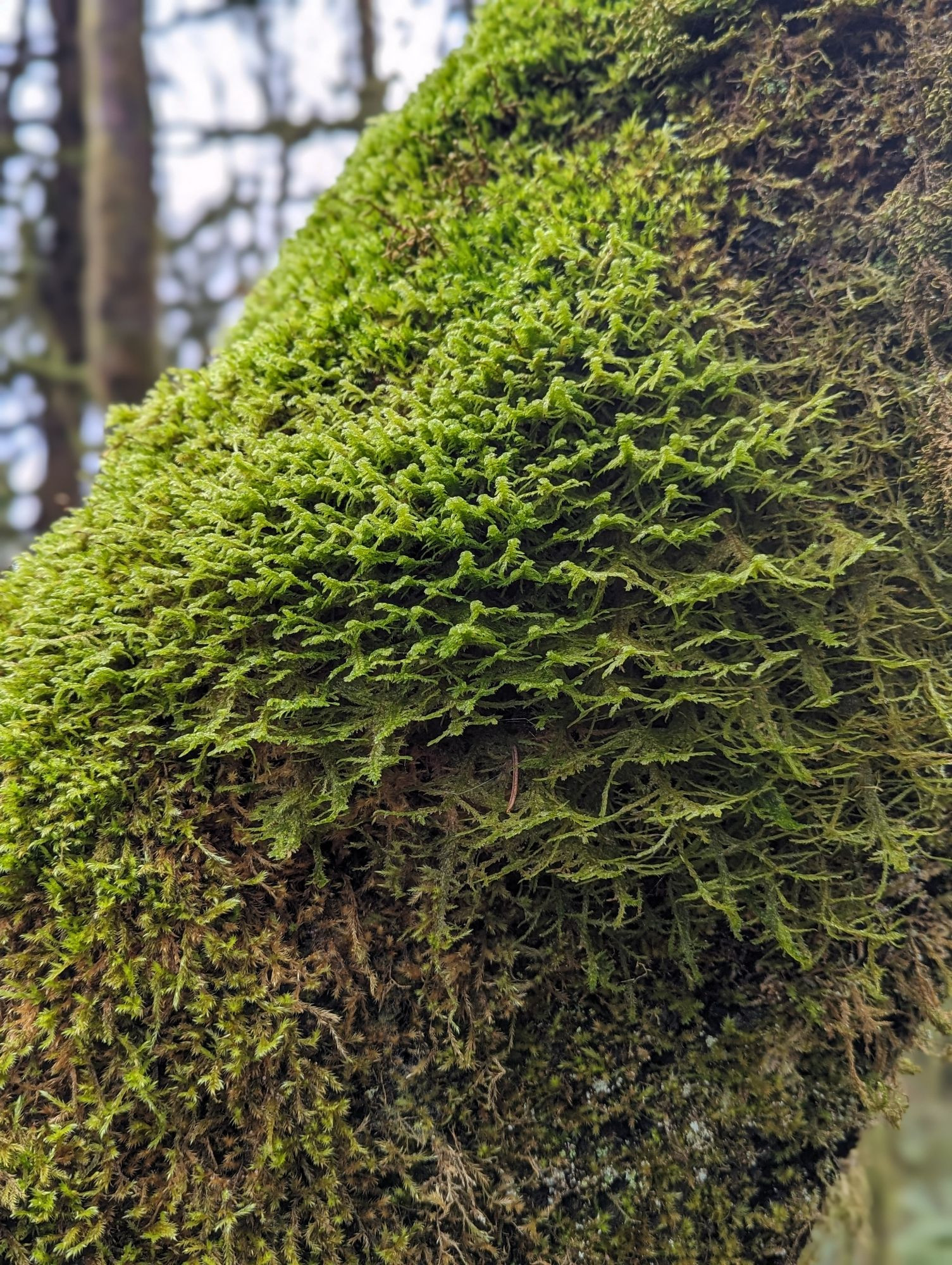 Moss