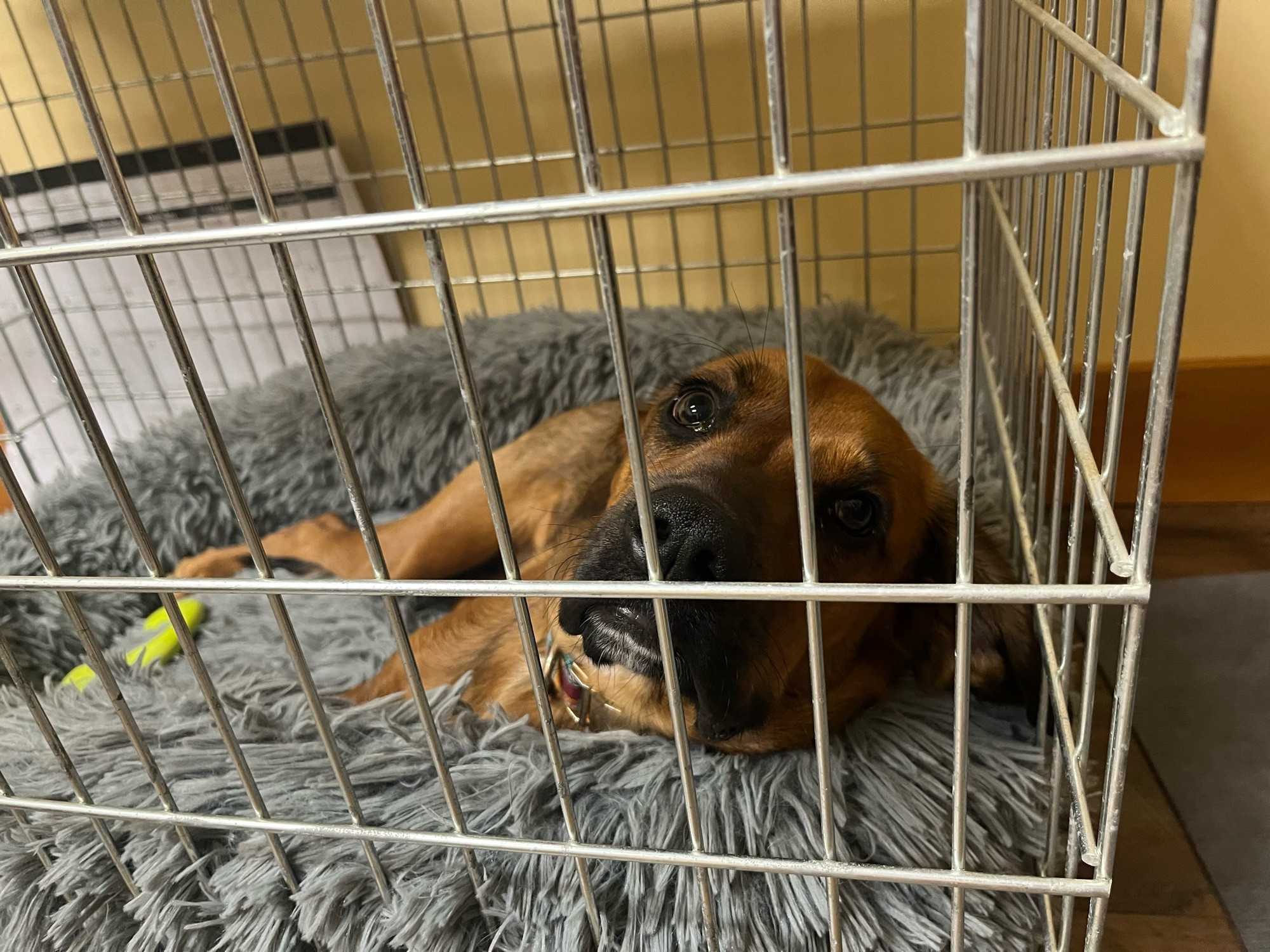 My coworker’s puppy Wensleydale (like the cheese), a boxer/cocker spaniel mix. He’s mostly brown with a black nose and some black on his ears and tail. He’s inside his work crate on a fluffy gray bed right now because he barked at the noise our boss made opening the door, and when he gets too excited he goes into his crate. It’s not puppy jail because the door is open; it’s just his chill out place. 