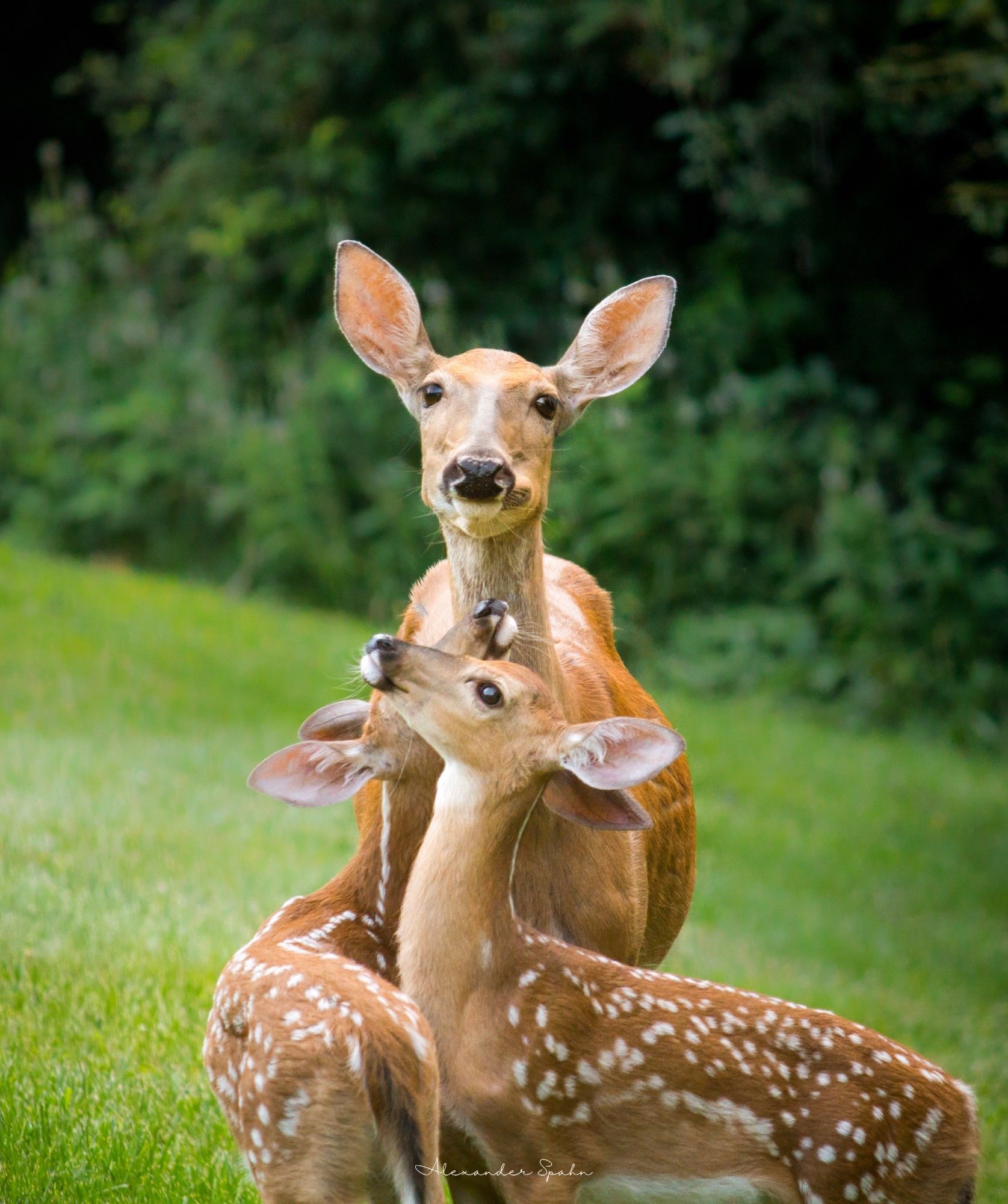 Two baby deer stand beneath their mother who is looking directly into the camera. A field of green and green bushes make the backdrop.