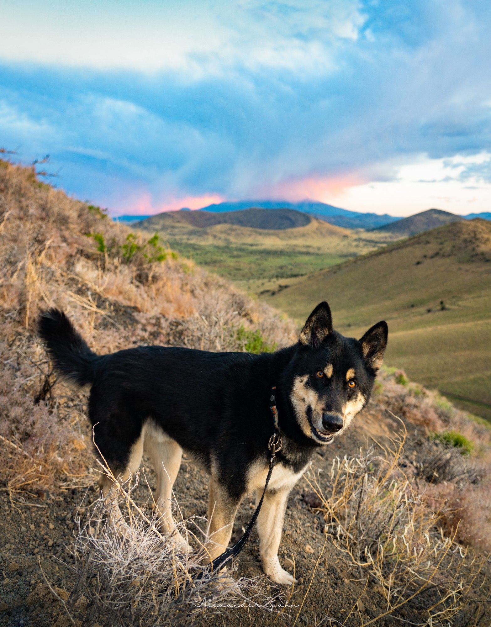 My dog standing on the steep slope of a volcano with a distance storm over another mountain and volcano.