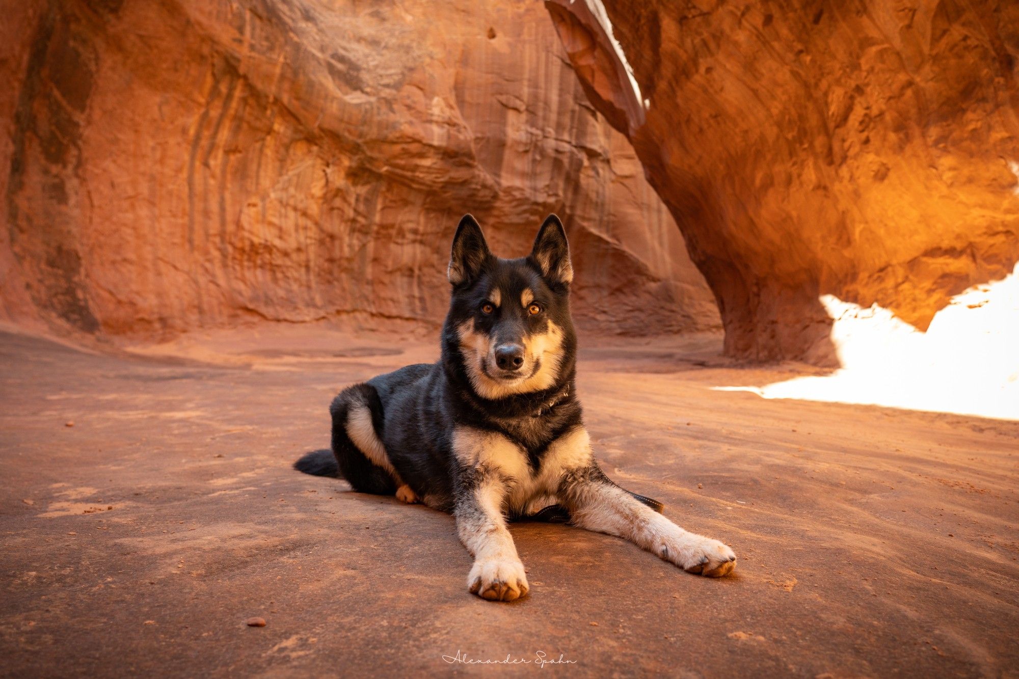 My dog laying down with his ears perked up on a vibrant orange slot canyon.