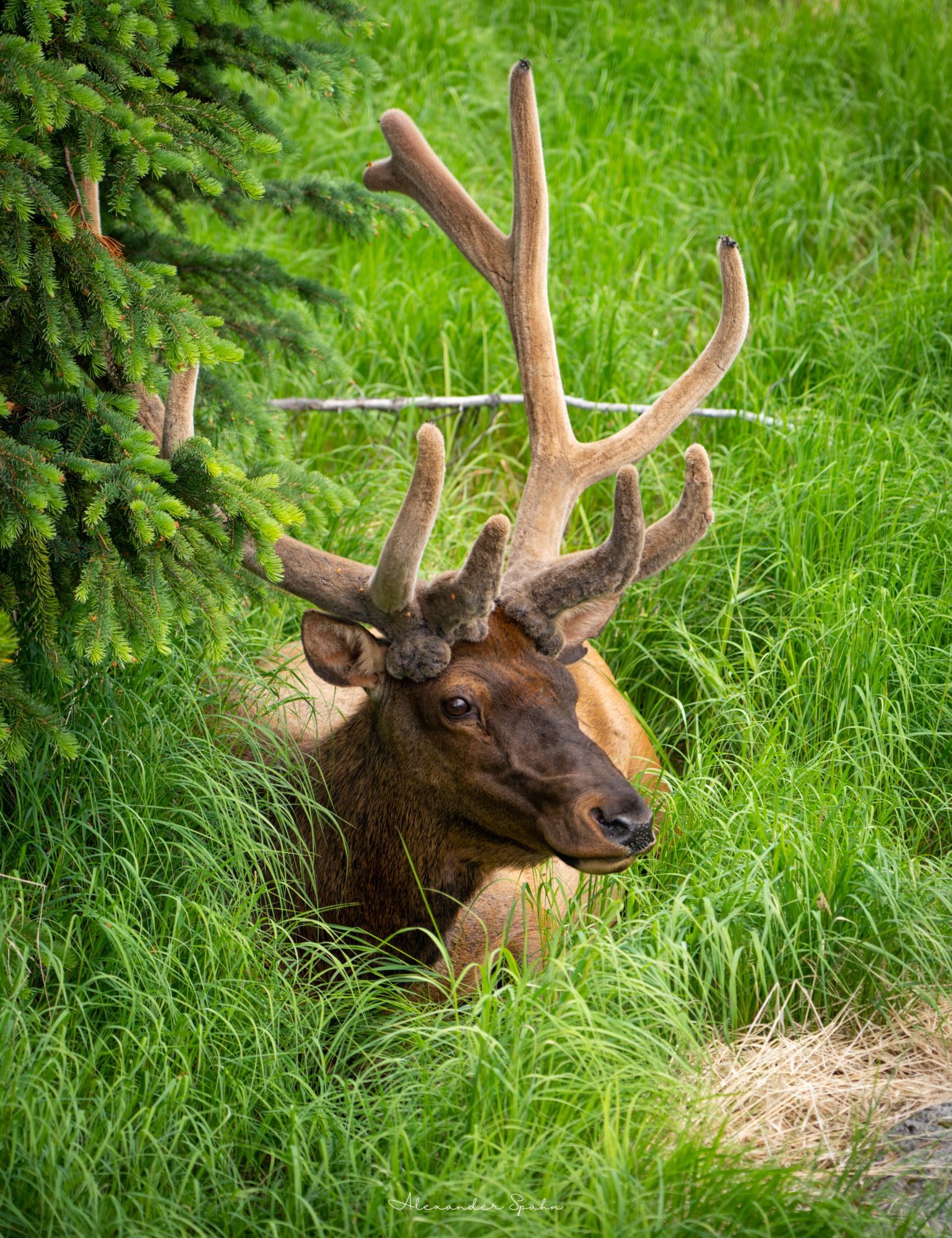 An elk with large, fuzzy antlers rests in tall green grass next to a pine tree.