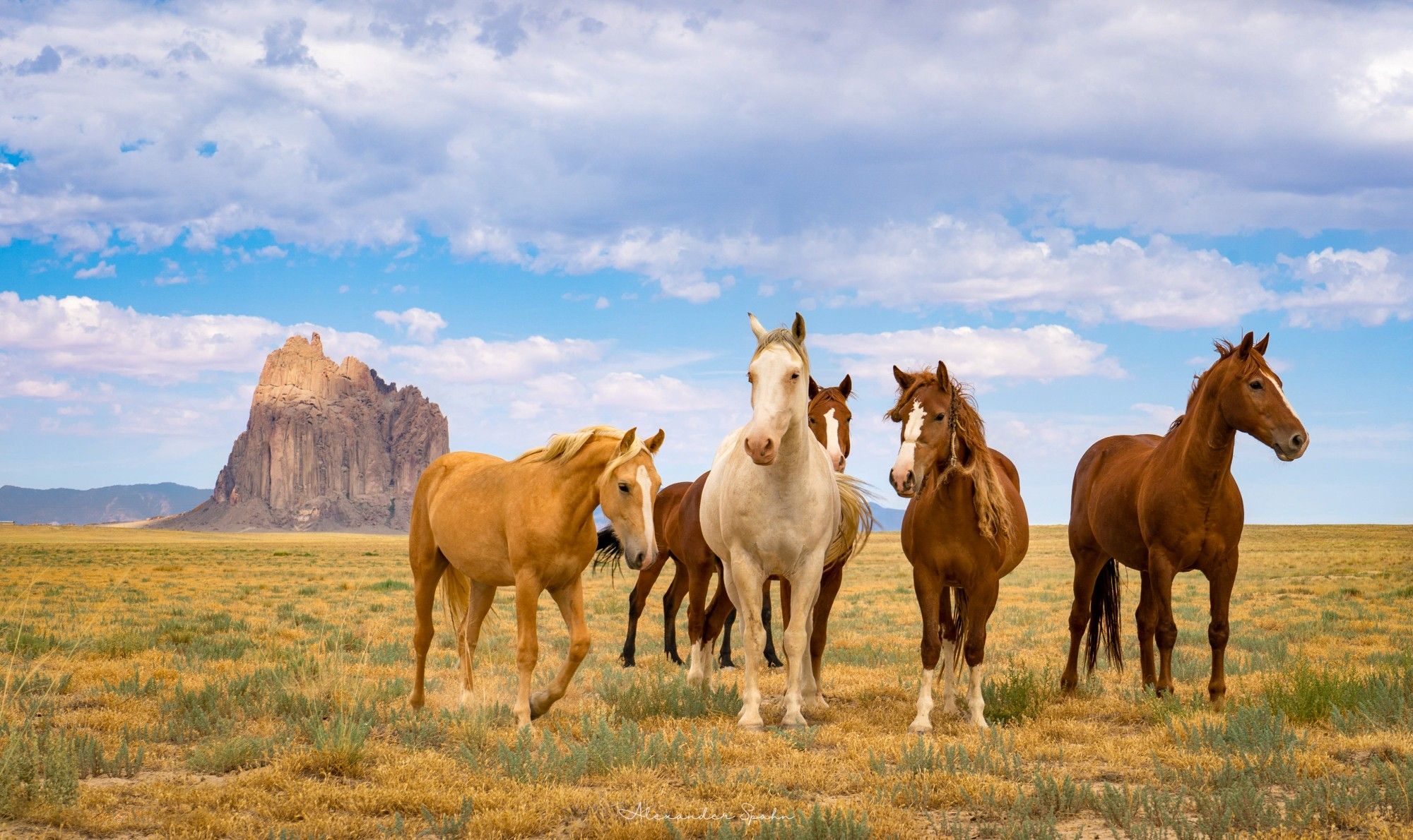 Five curious wild horses stand in an open desert field before Shiprock - a large volcanic neck in the distance.